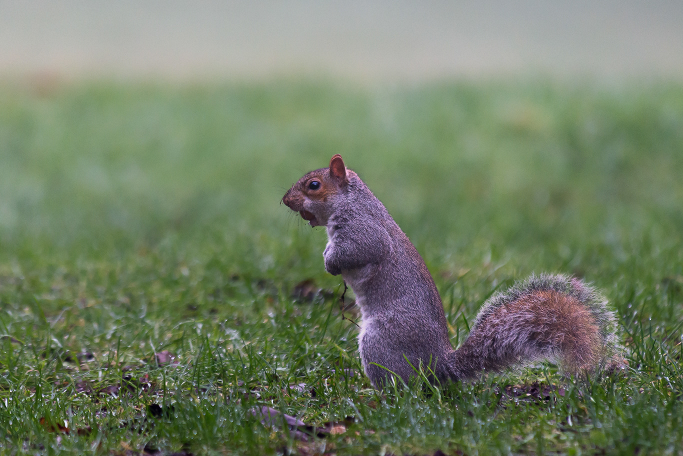 Scoiattolo grigio (Sciurus carolinensis)