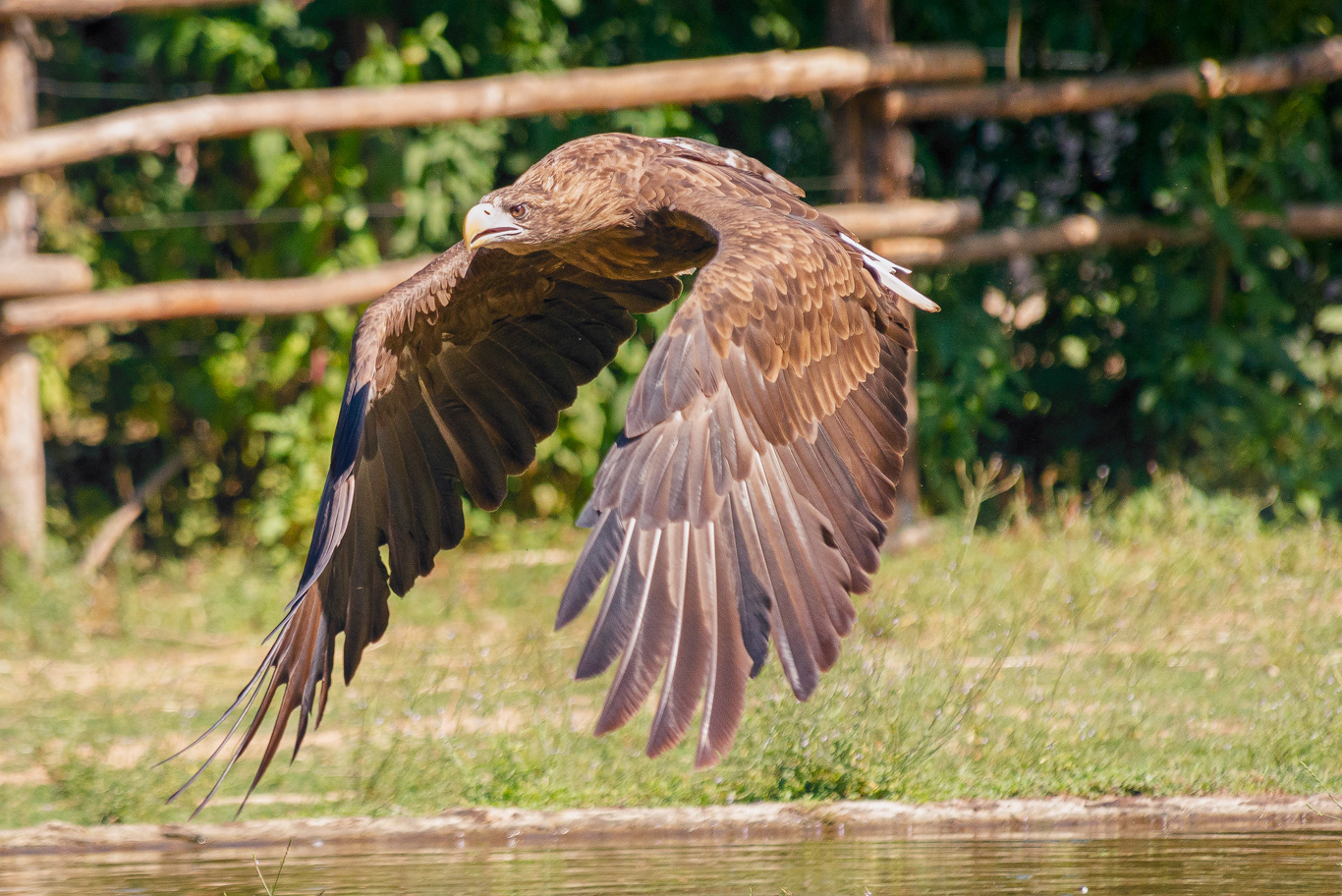 Aquila pescatrice ( Pandion haliaetus)