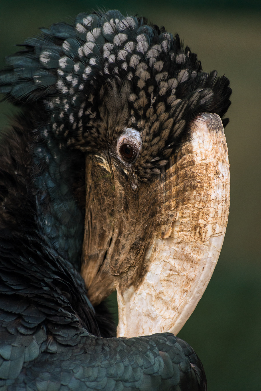 Bucero ( Bucerotidae)