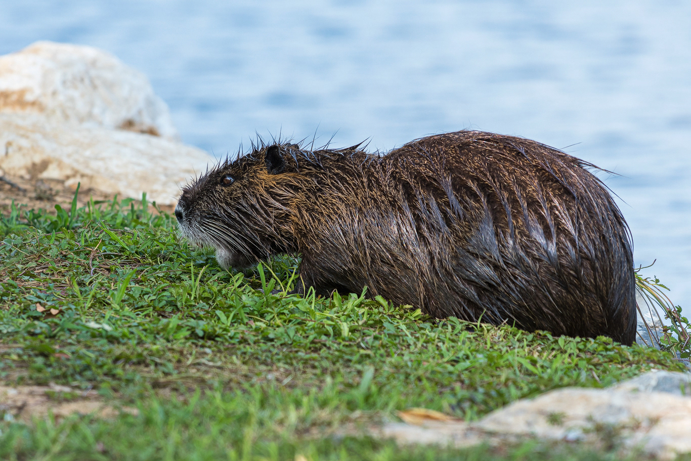 Nutria