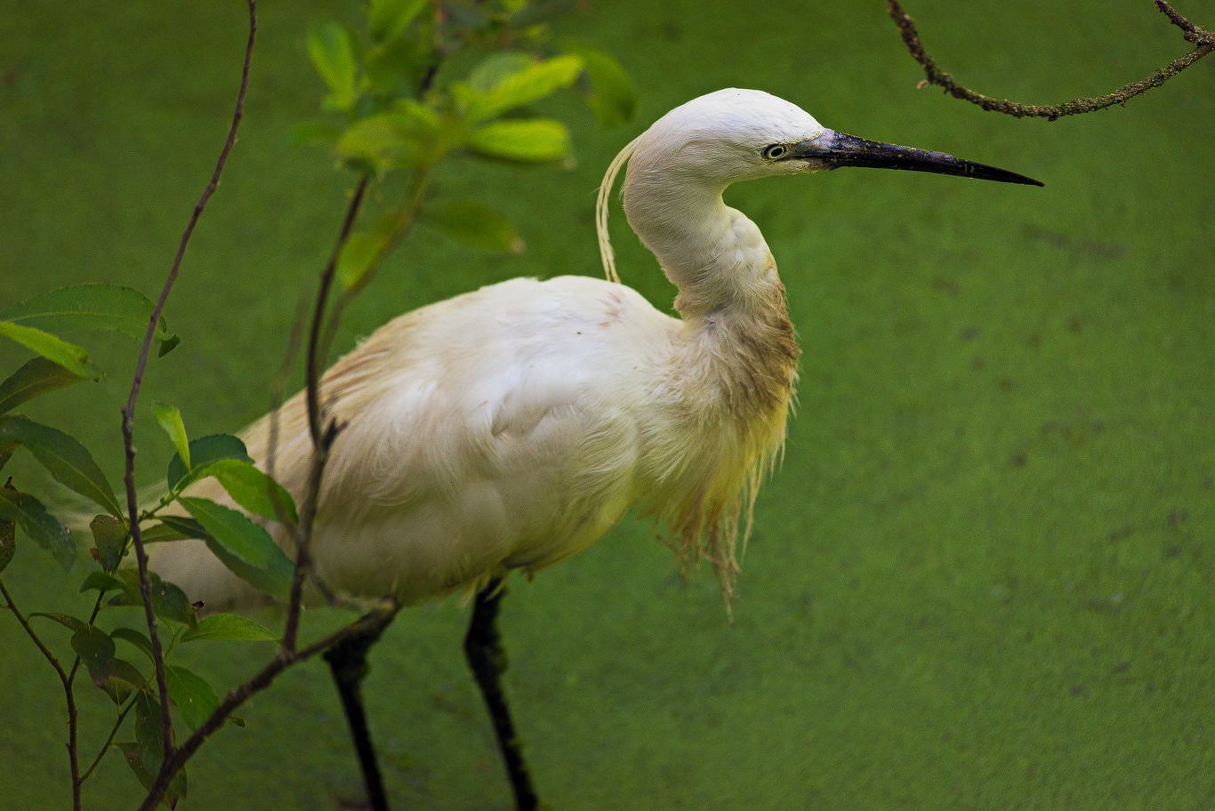Garzetta (Egretta garzetta)
