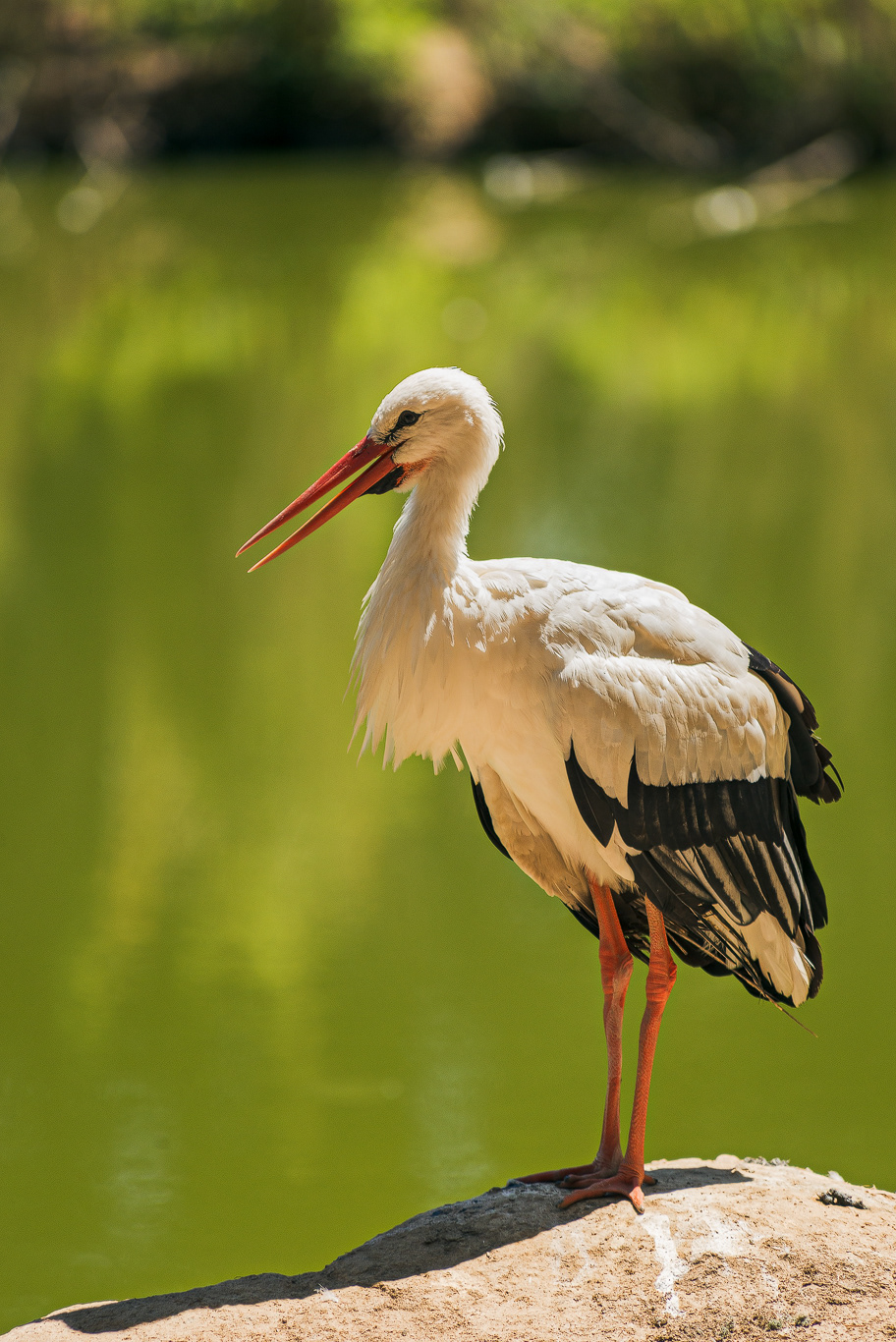 Cicogna europea (Ciconia ciconia)