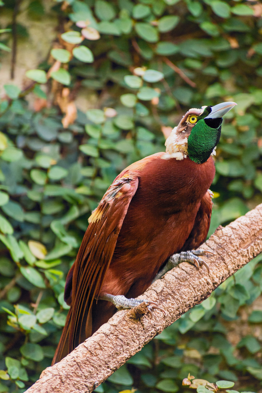 Hocco maggiore (Crax rubra)