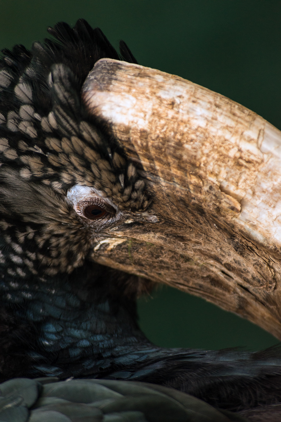 Bucero ( Bucerotidae)