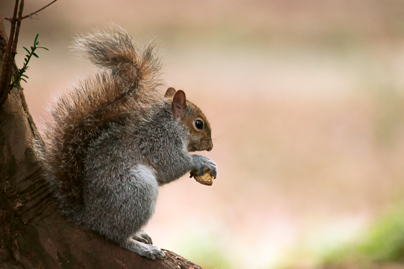 Scoiattolo grigio (Sciurus carolinensis)