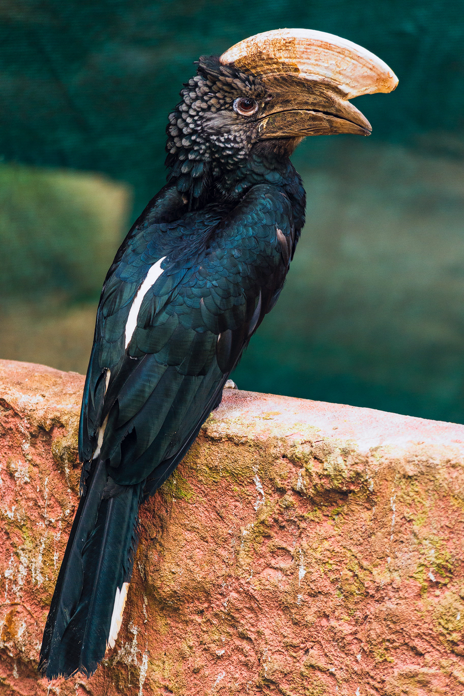 Bucero ( Bucerotidae)