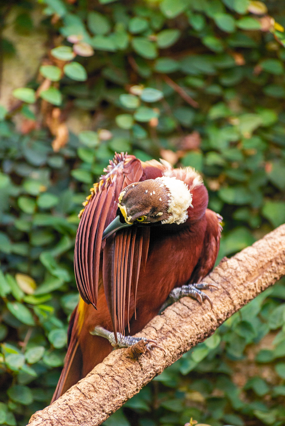 Hocco maggiore (Crax rubra)