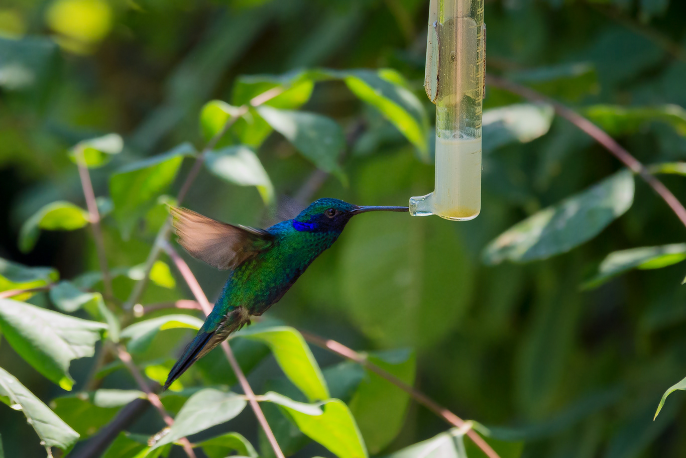 Colibrì (Trochilidae)