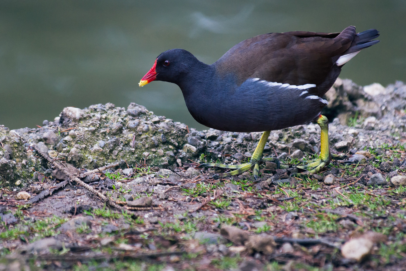 Gallinella d'acqua