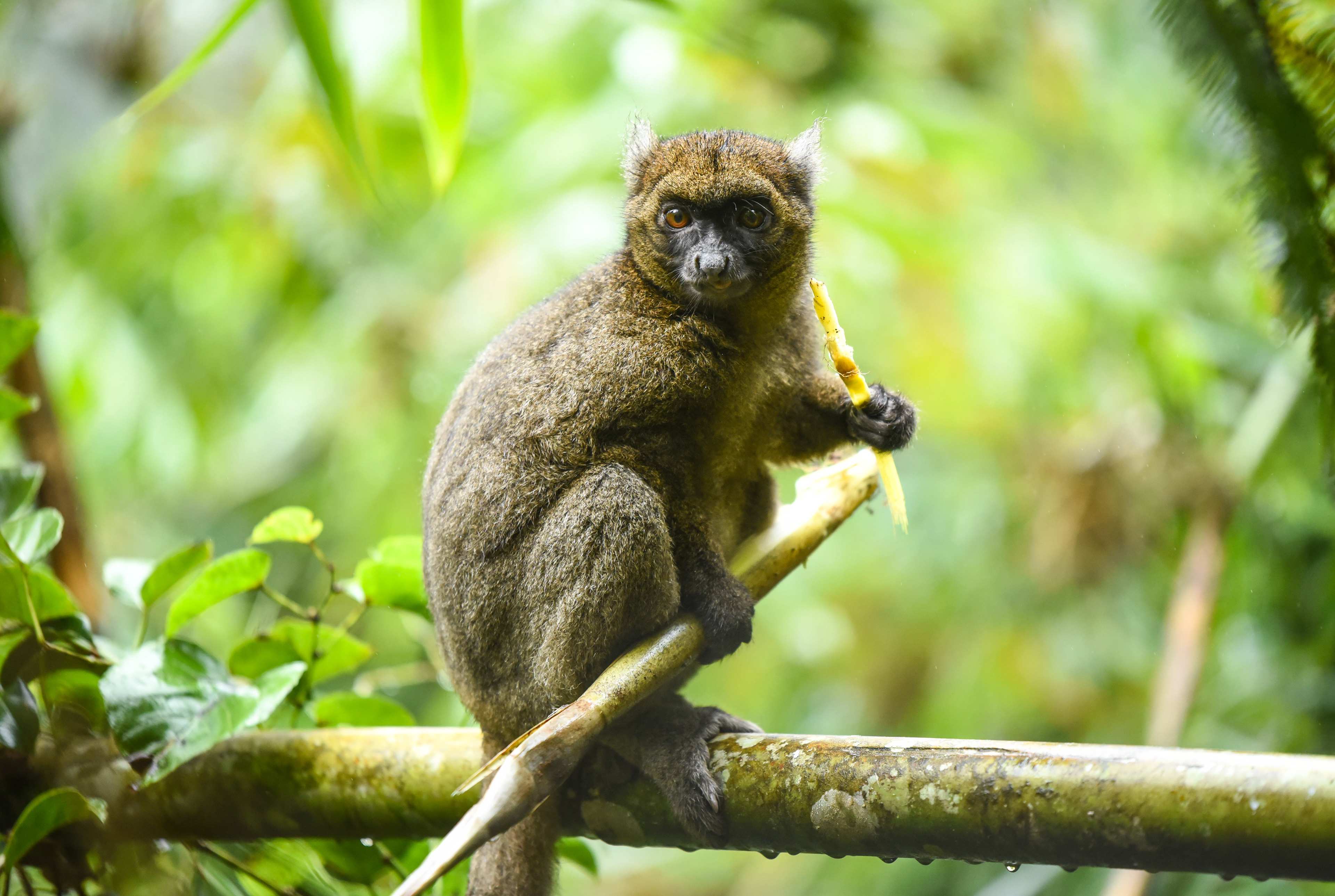 Madagascar