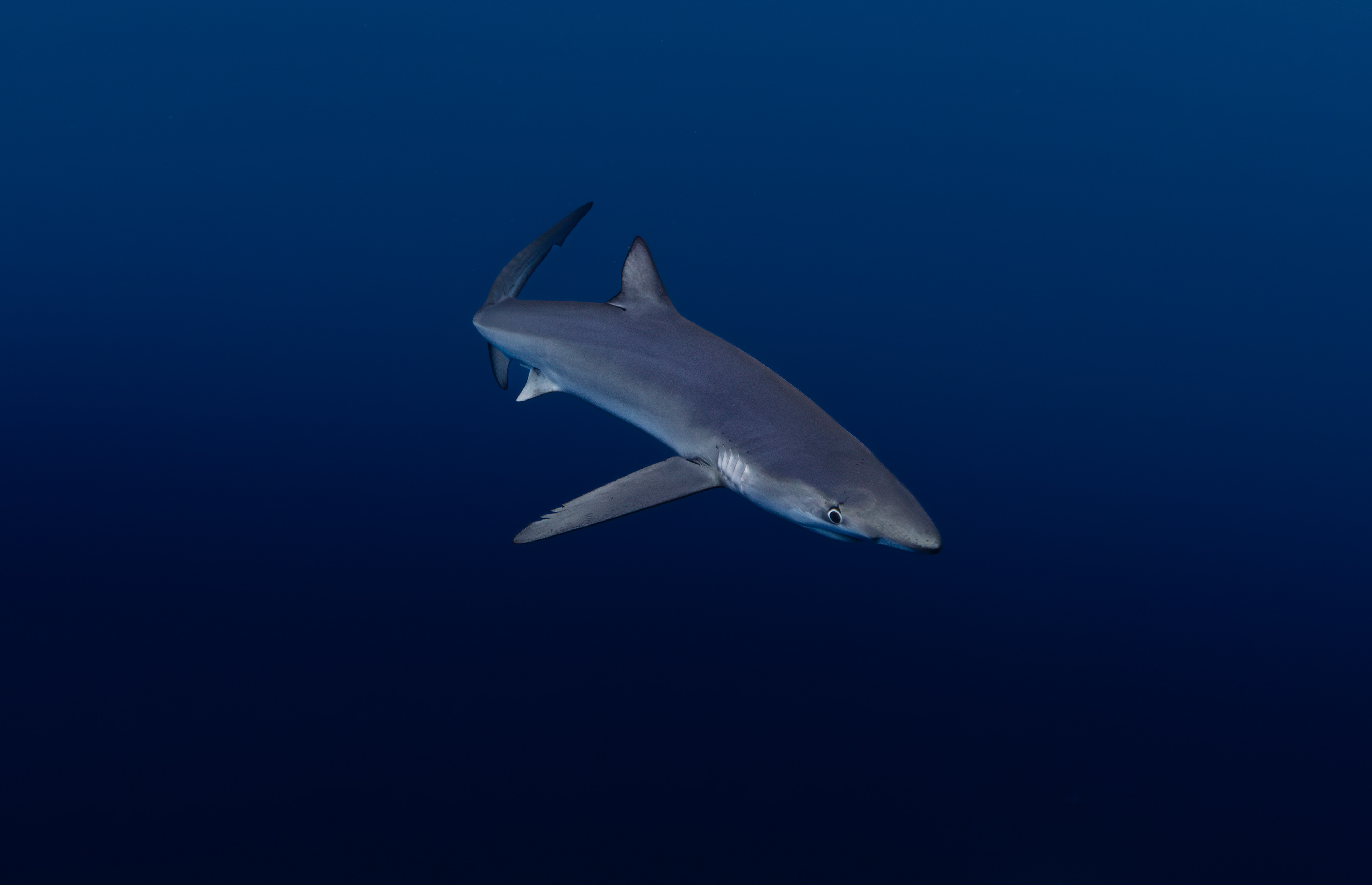 Azores