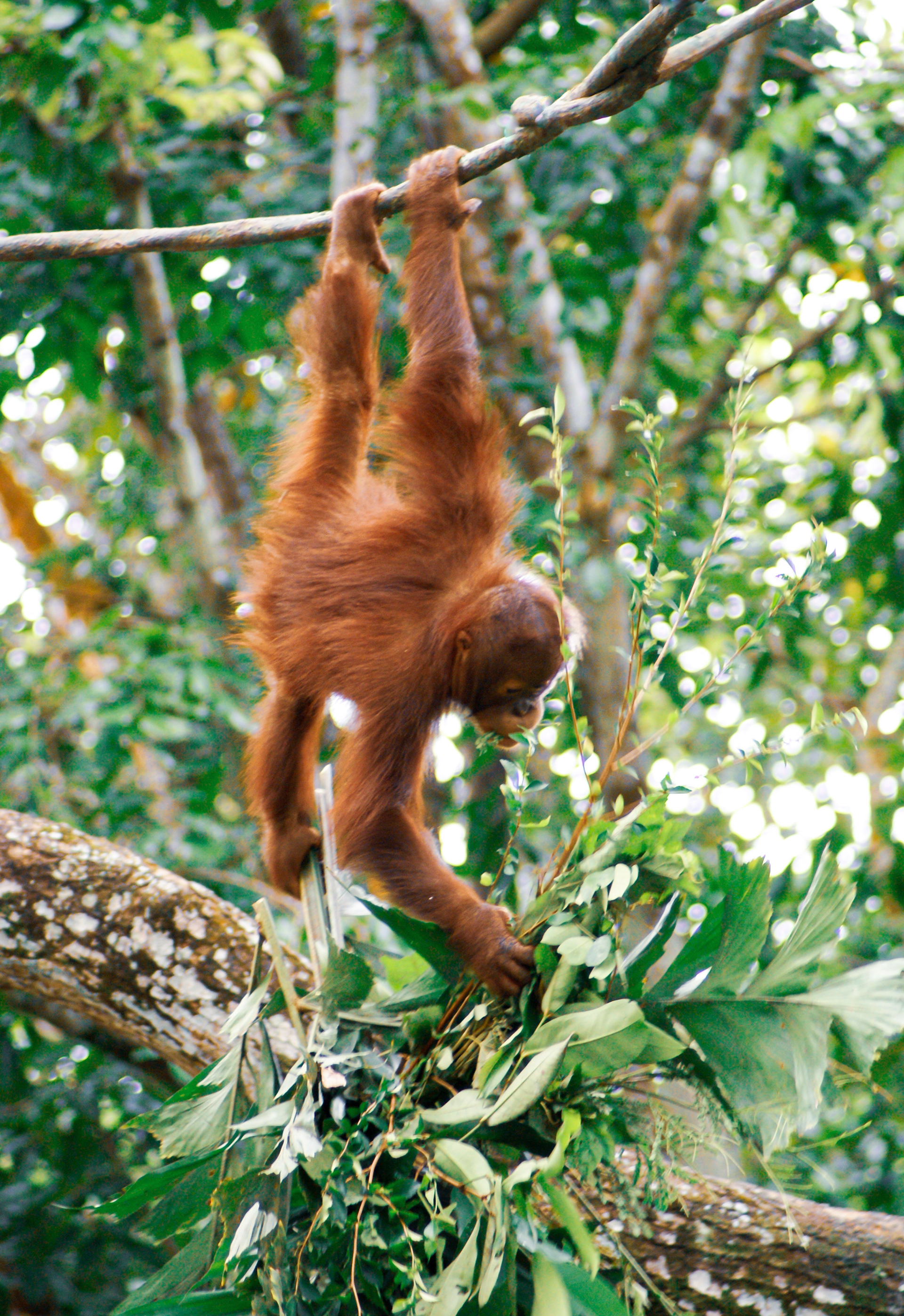 Malaysian Borneo
