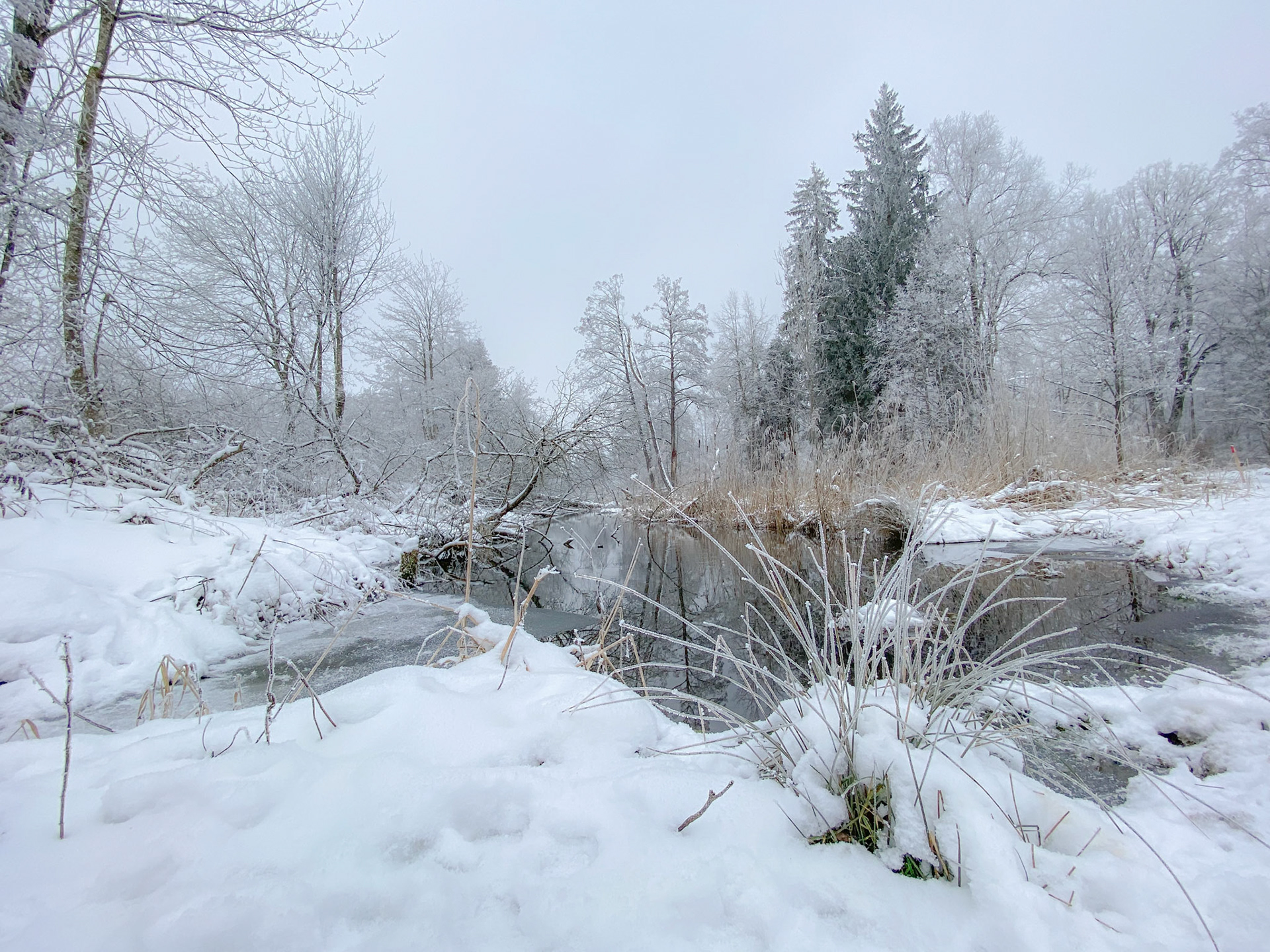 Stadtweiher Leutkirch