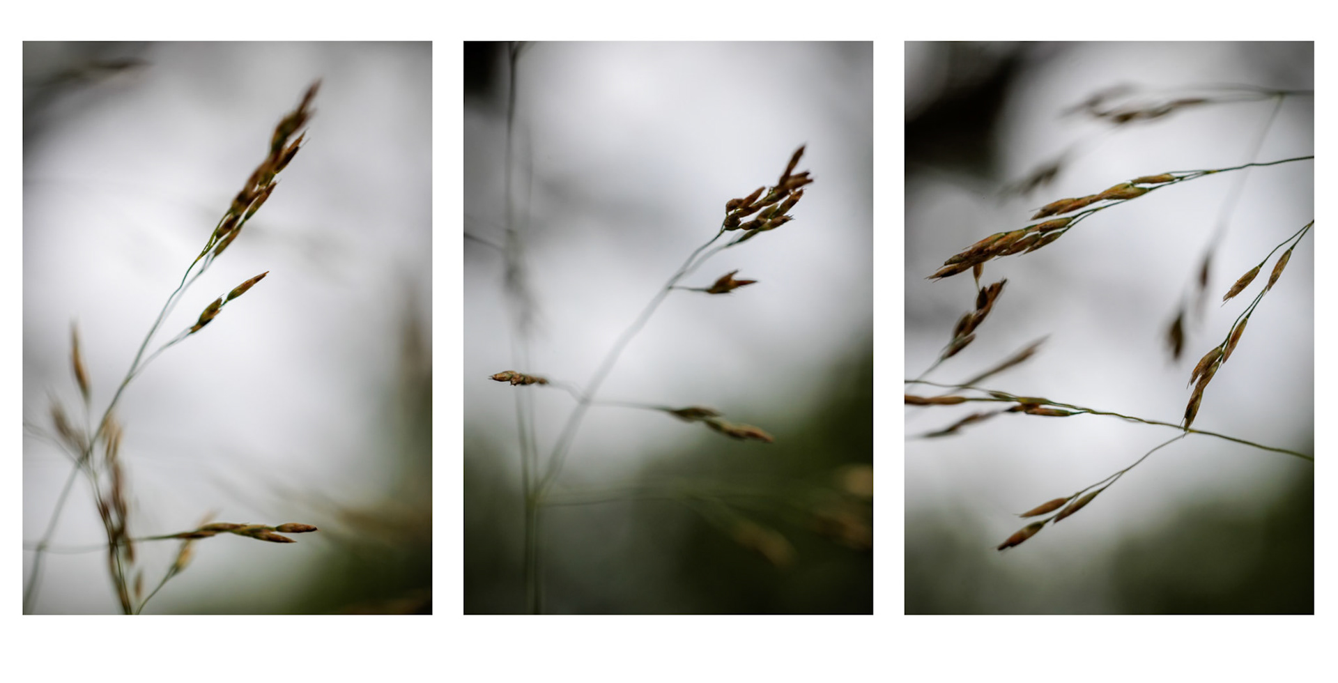 Grasses