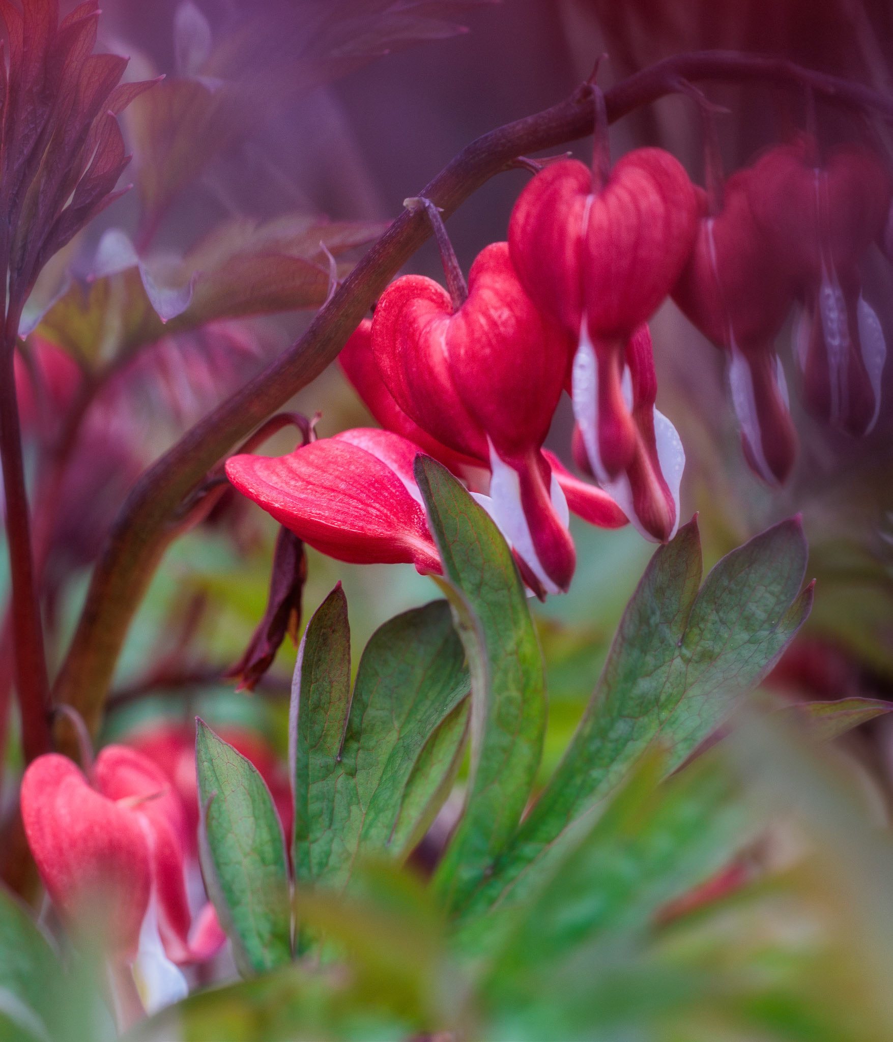 Bleeding heart