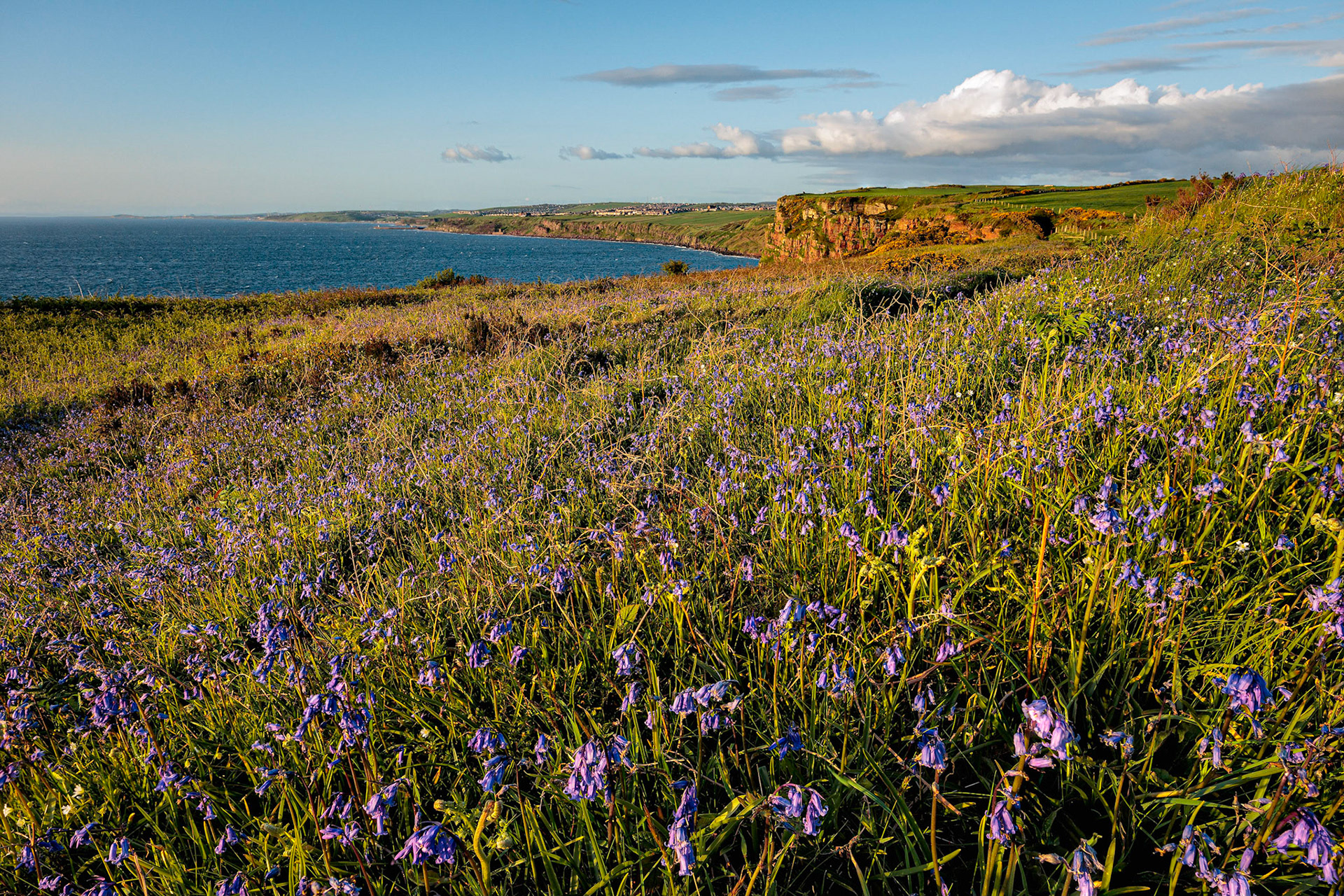 St Bees bluebells