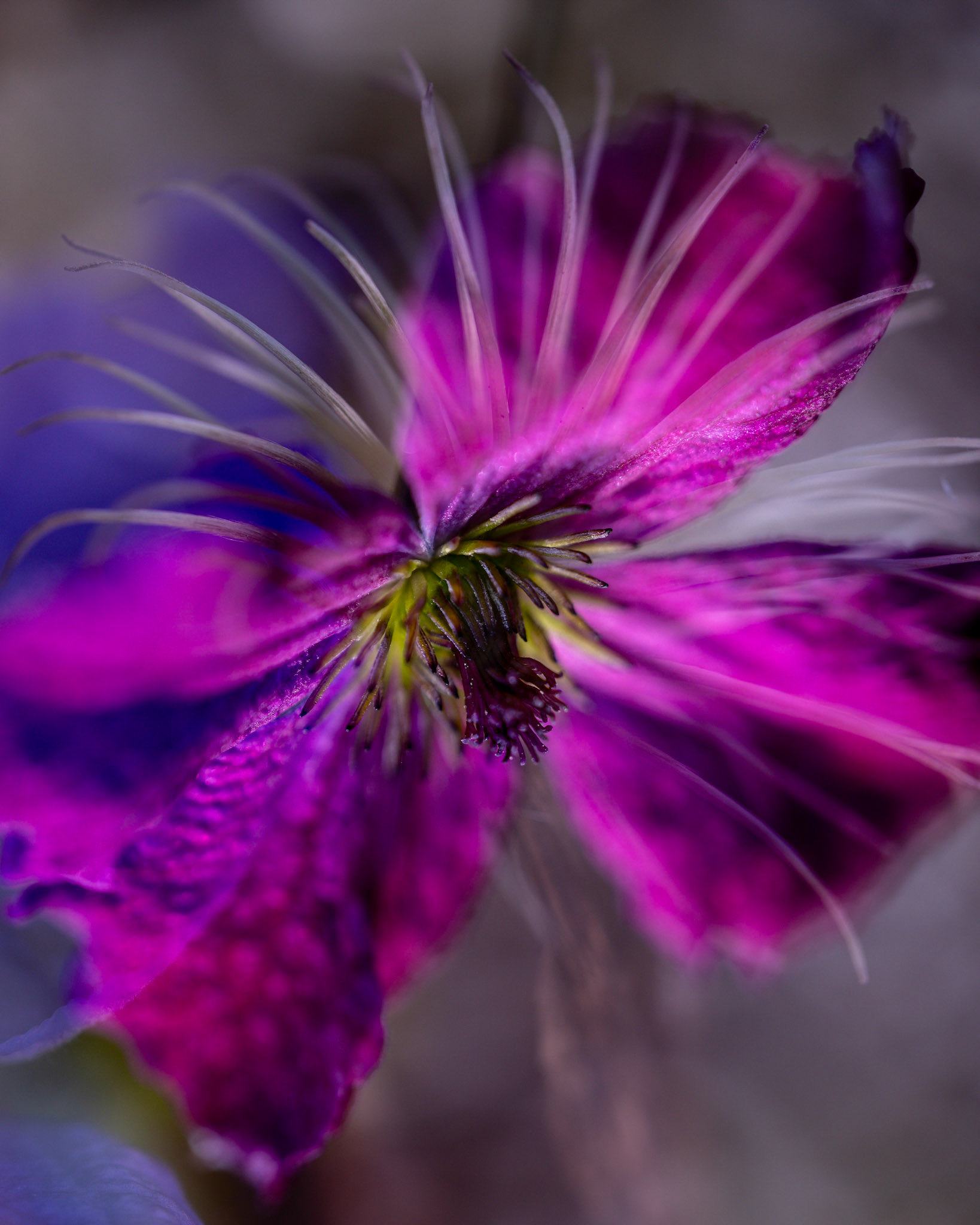 Clematis