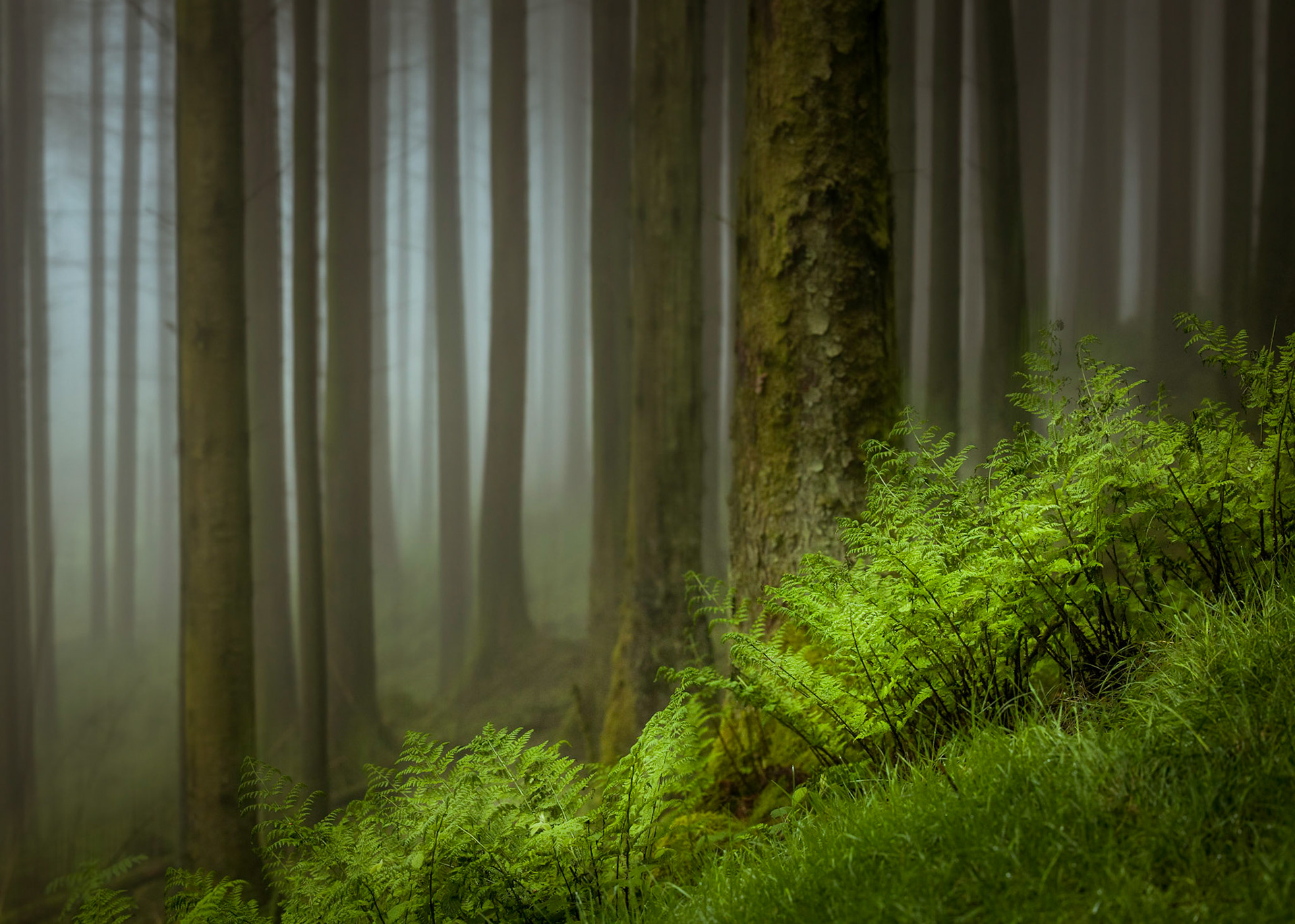 Green & Brown