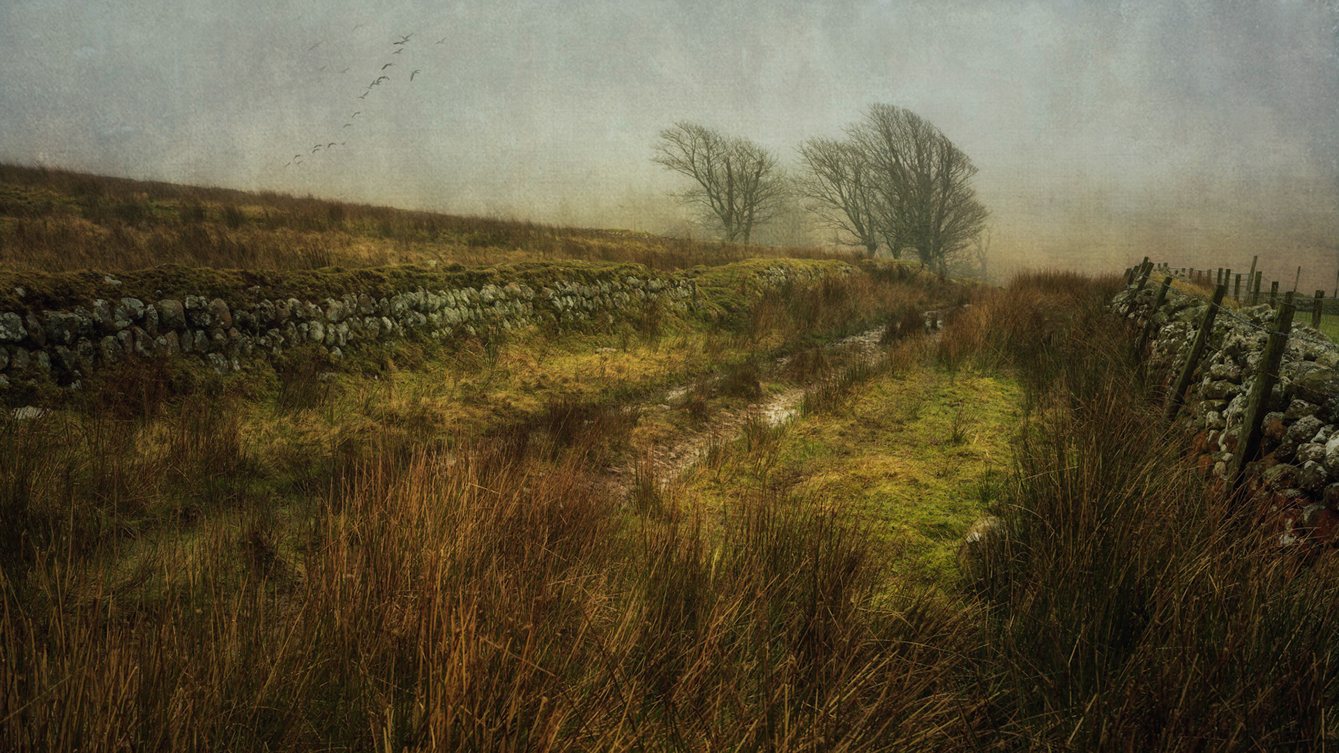 The lane