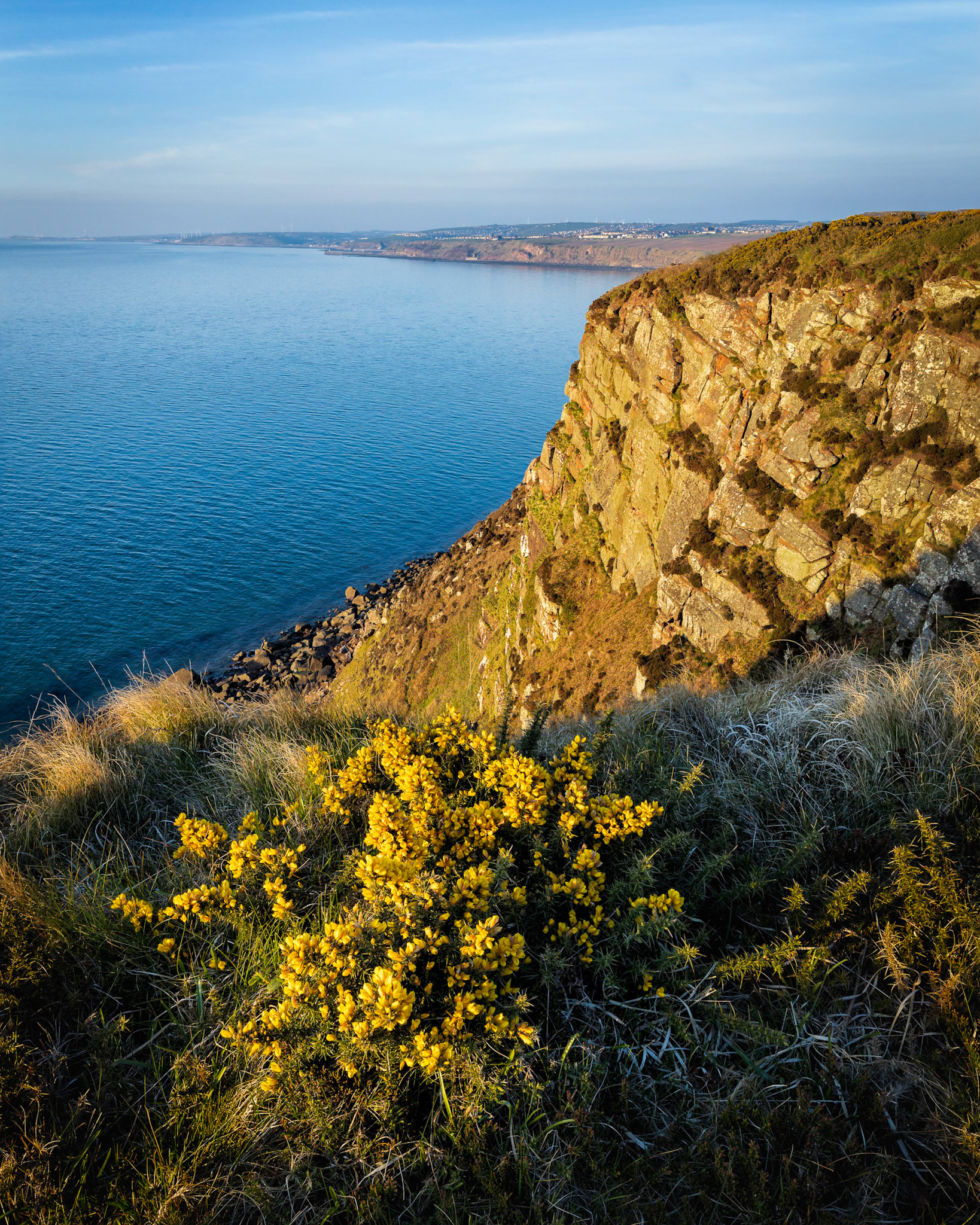 Gorse
