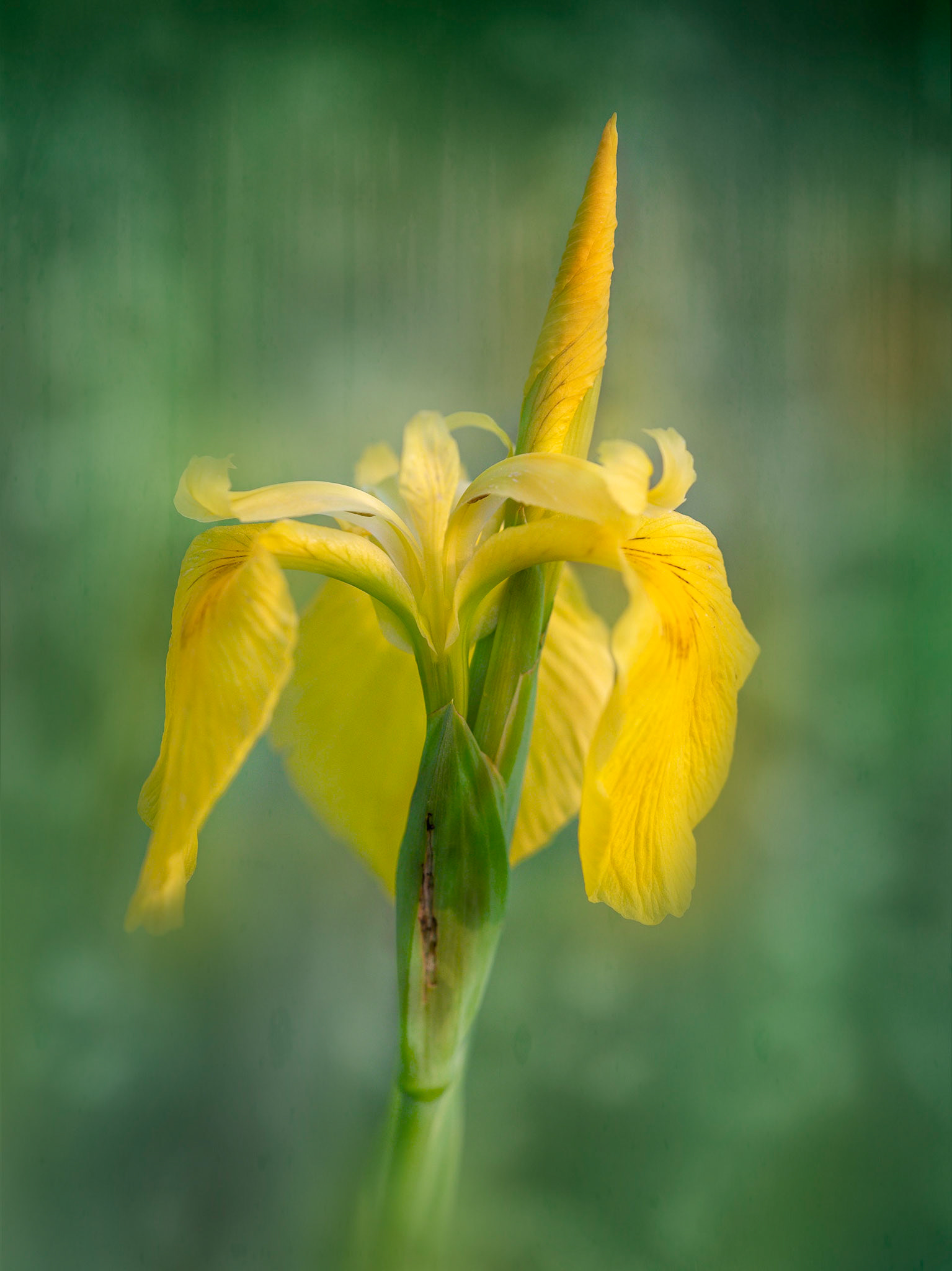 Iris