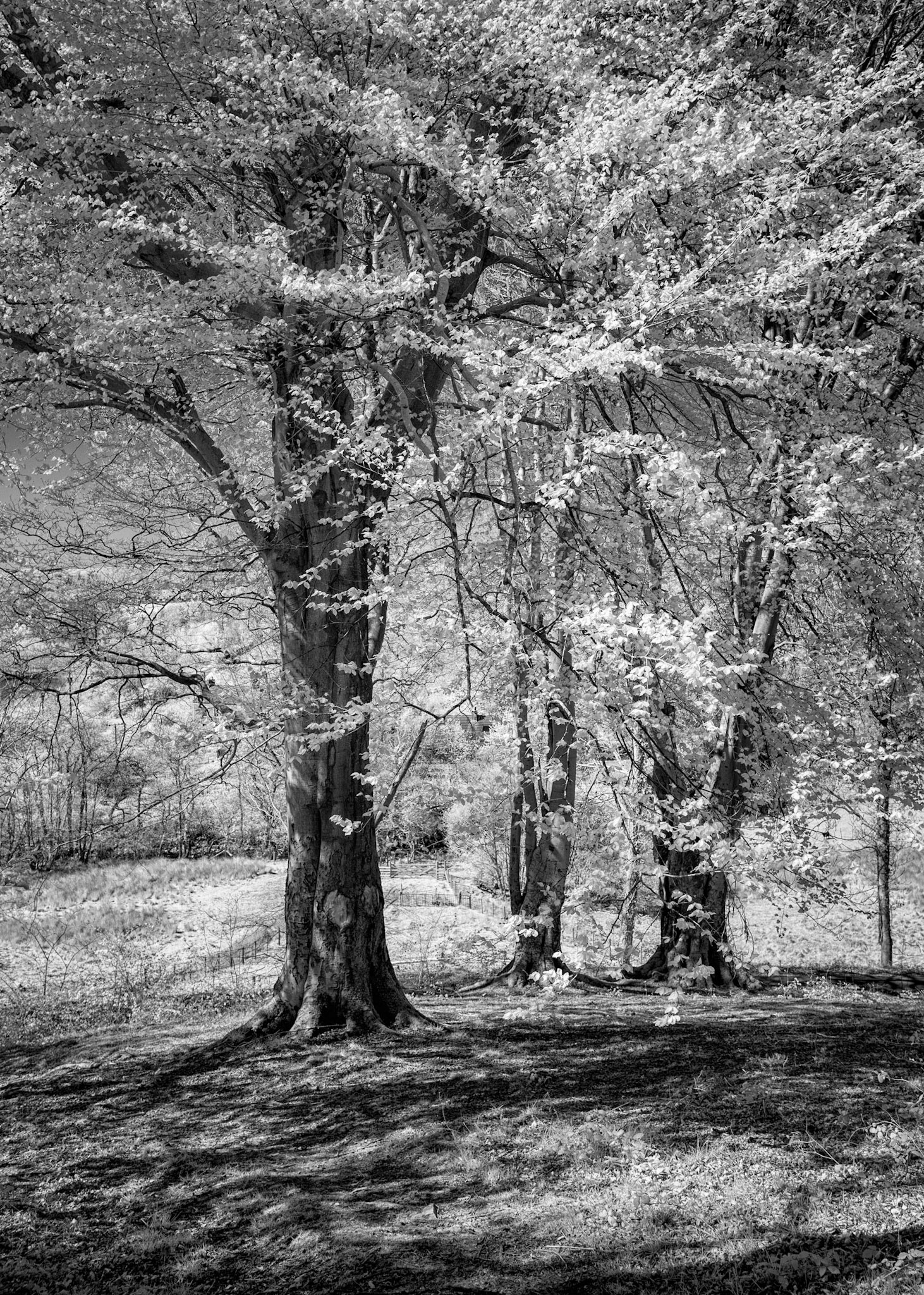 Beeches