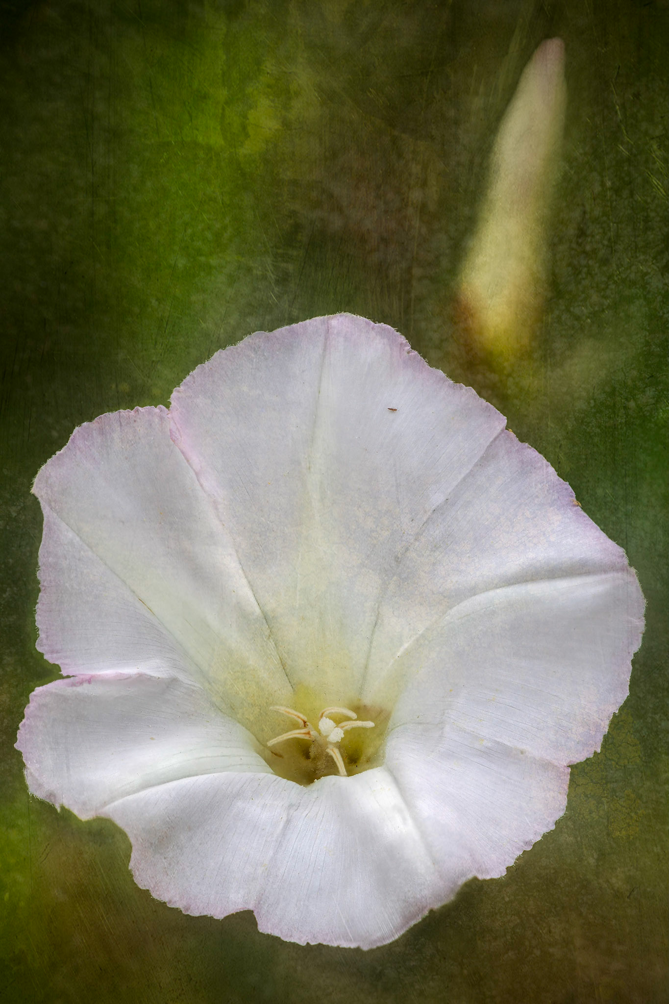 Bind weed