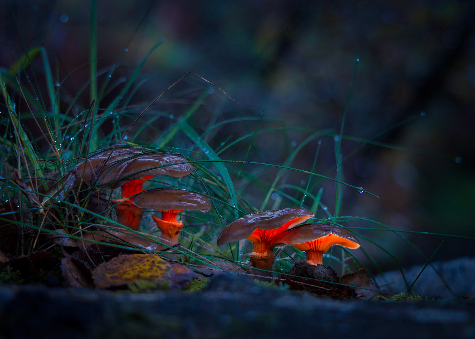 Fairy Lights