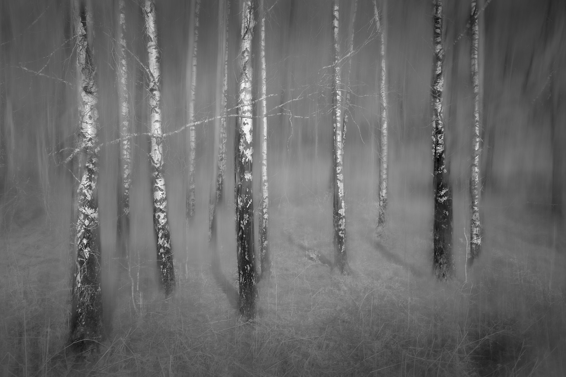 Birches
