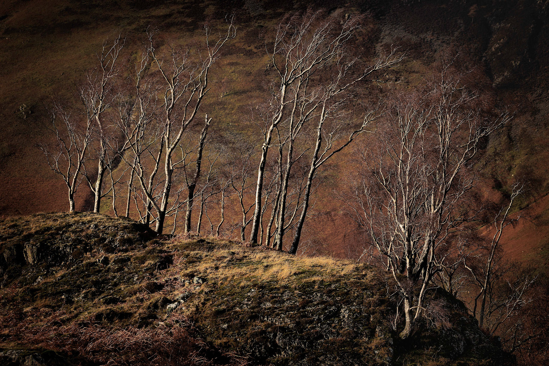 Borrowdale birches