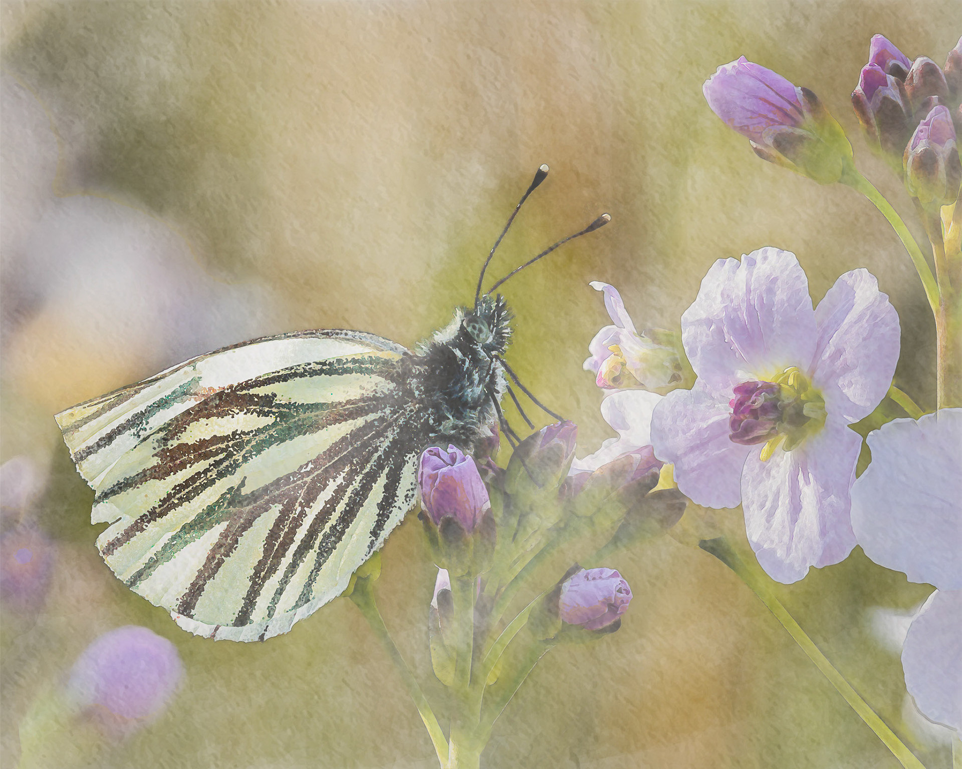 Green veined white