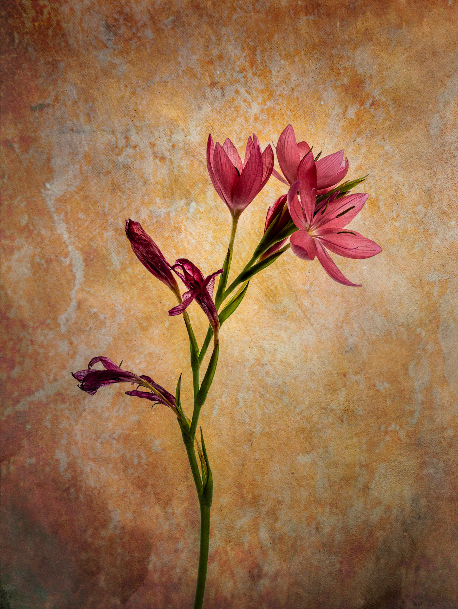 Kafir lily