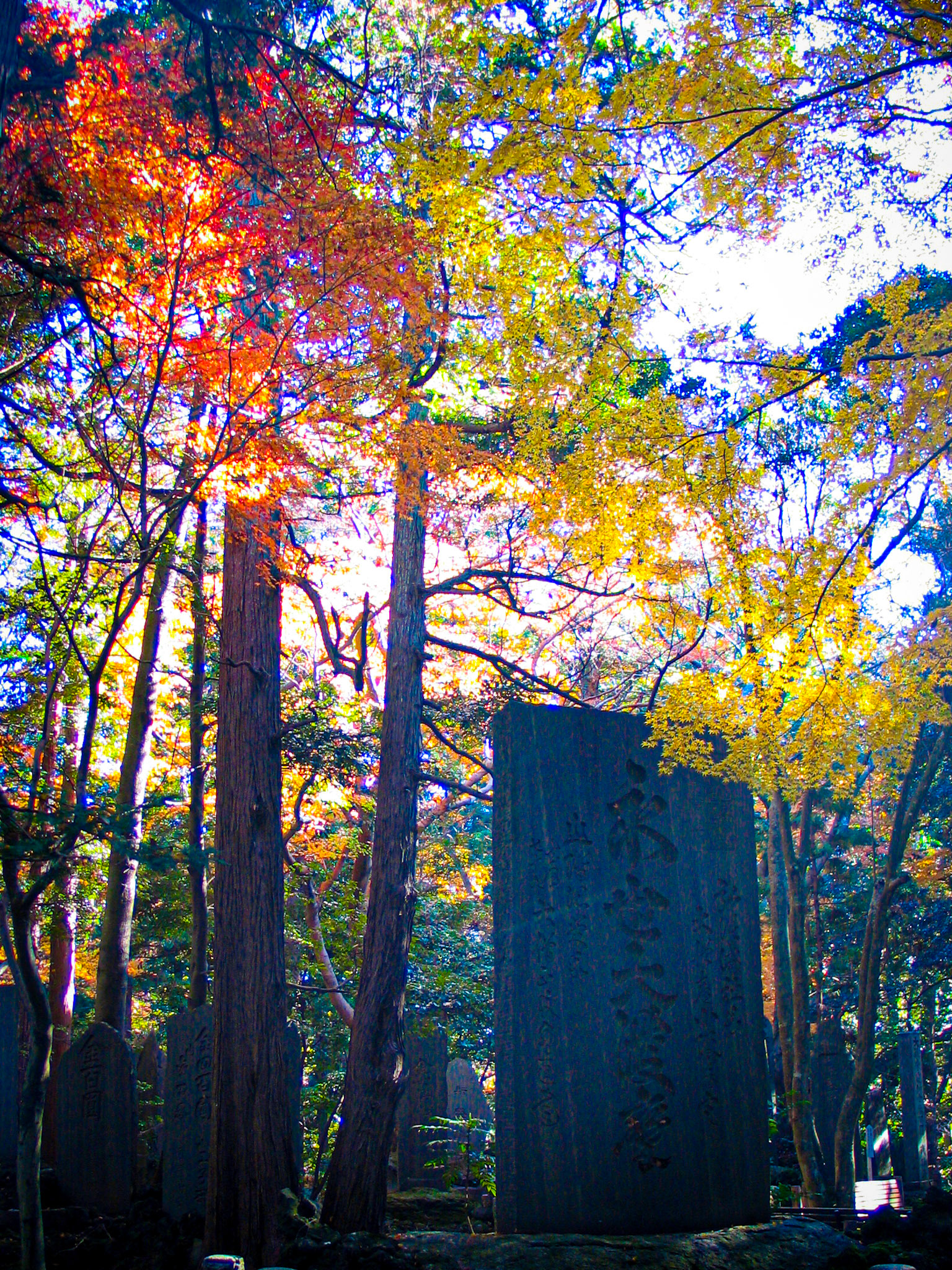 Trees