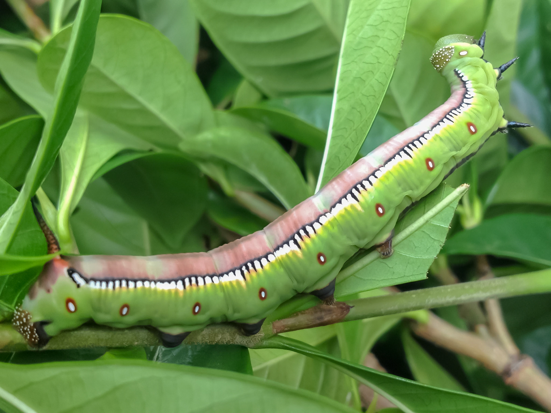 Gardenia Bee Hawkmoth Caterpillar in my Garden