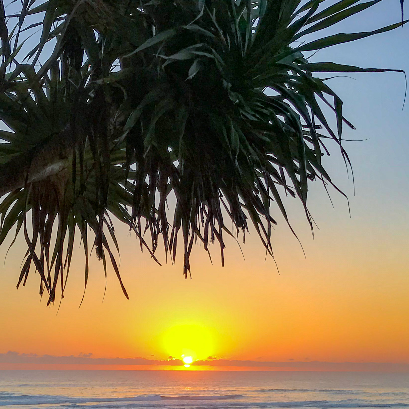 Beach Sunrise with Pandanus Palm