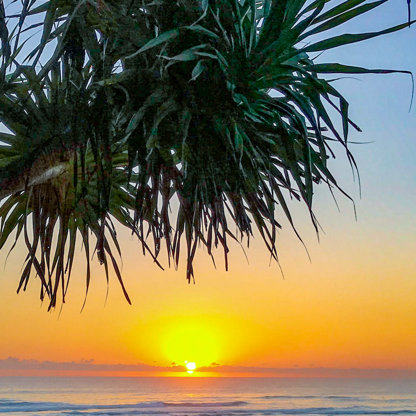 Beach Sunrise with Pandanus Palm