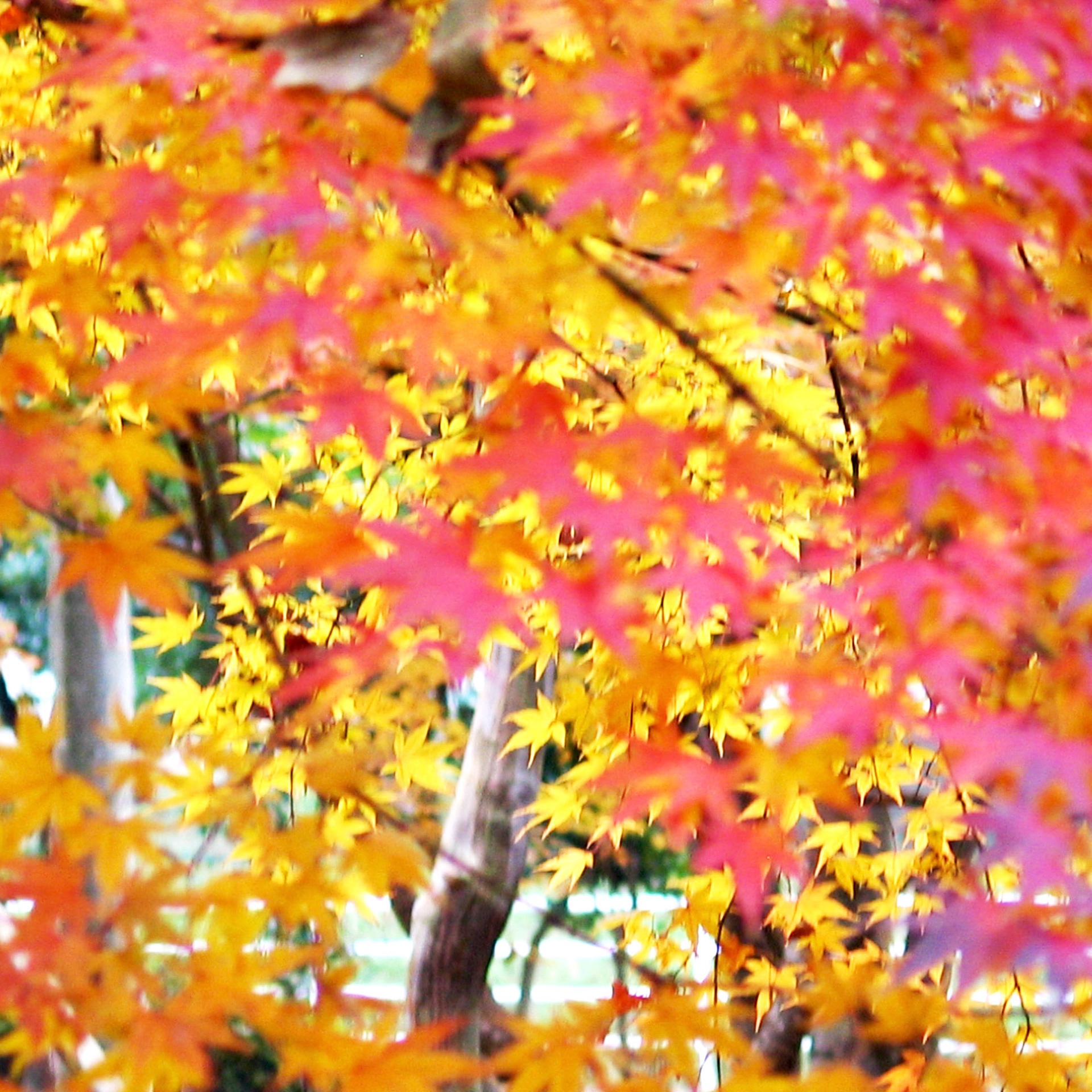 Spring and Autumn