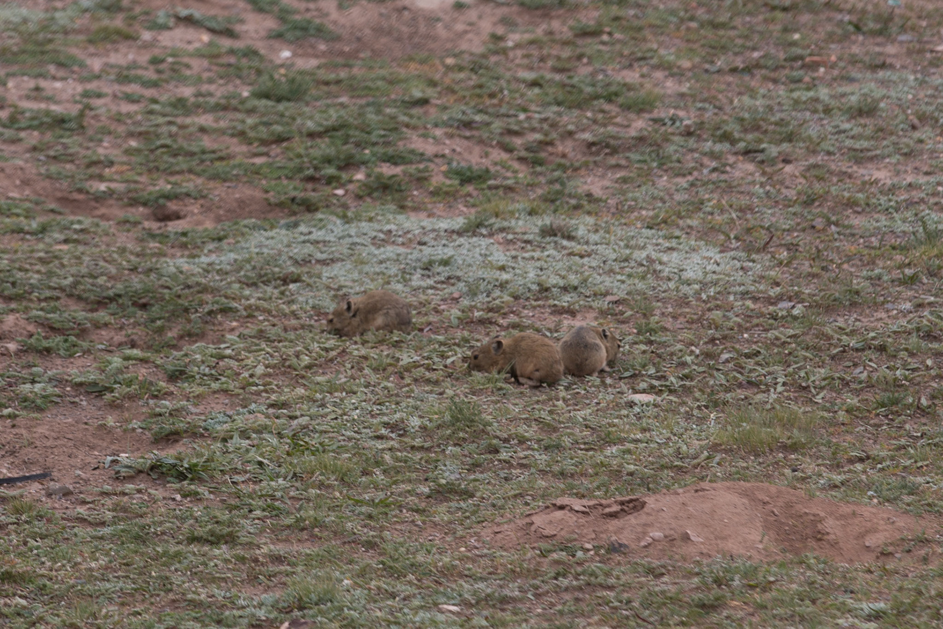 Pikas eat the grass making it harder to find good pasture for cattle.Ground temperatures have slowly risen in Qumalai county so a permanent frozen layer of soil just beneath the ground has melted away. The permafrost had acted to hold water near the surface allowing the grasslands to thrive but without it, the rain drains away leaving no water for the grass to feed on. The area is home to the sources of three of Asia’s great rivers, the Yangzi, the Yellow and the Mekong. Any ecological catastrophe here would affect hundreds of communities downstream. 05/09/2013, Qumalai, China.