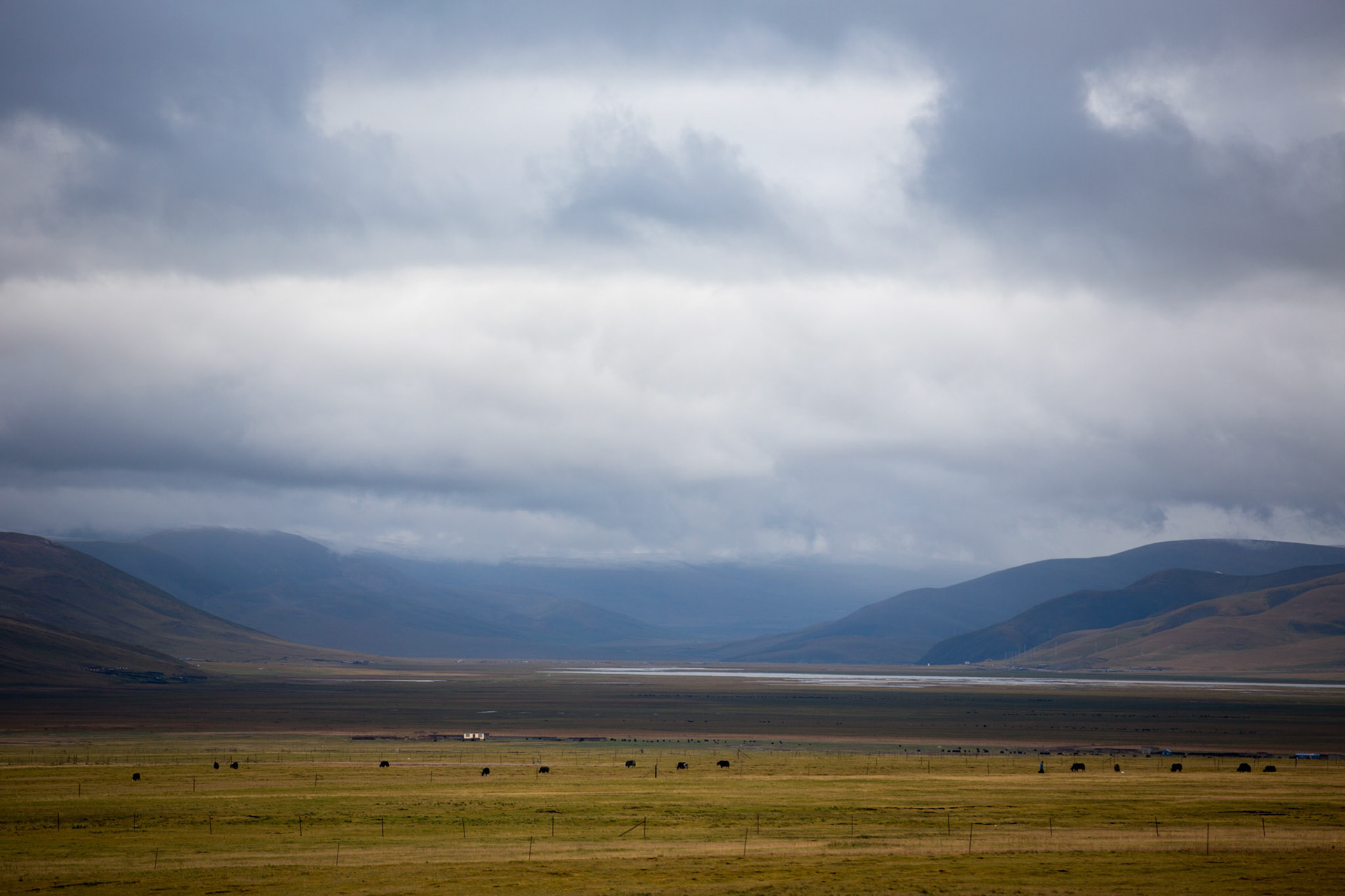 Cattle graze in the plains.Ground temperatures have slowly risen in Qumalai county so a permanent frozen layer of soil just beneath the ground has melted away. The permafrost had acted to hold water near the surface allowing the grasslands to thrive but without it, the rain drains away leaving no water for the grass to feed on. The area is home to the sources of three of Asia’s great rivers, the Yangzi, the Yellow and the Mekong. Any ecological catastrophe here would affect hundreds of communities downstream. 04/09/2013, Qumalai, China.