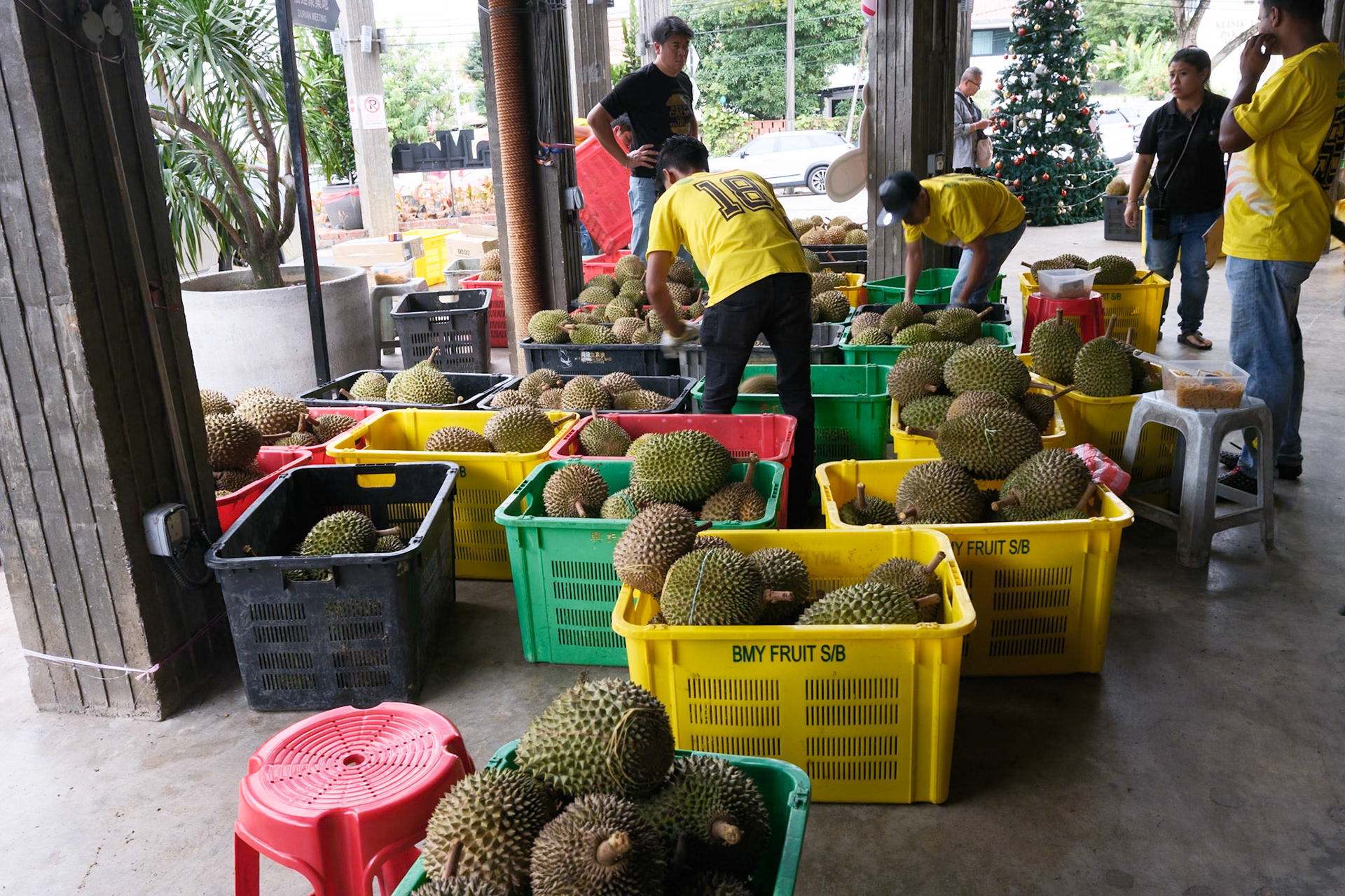 DurianSS town is Durian central
