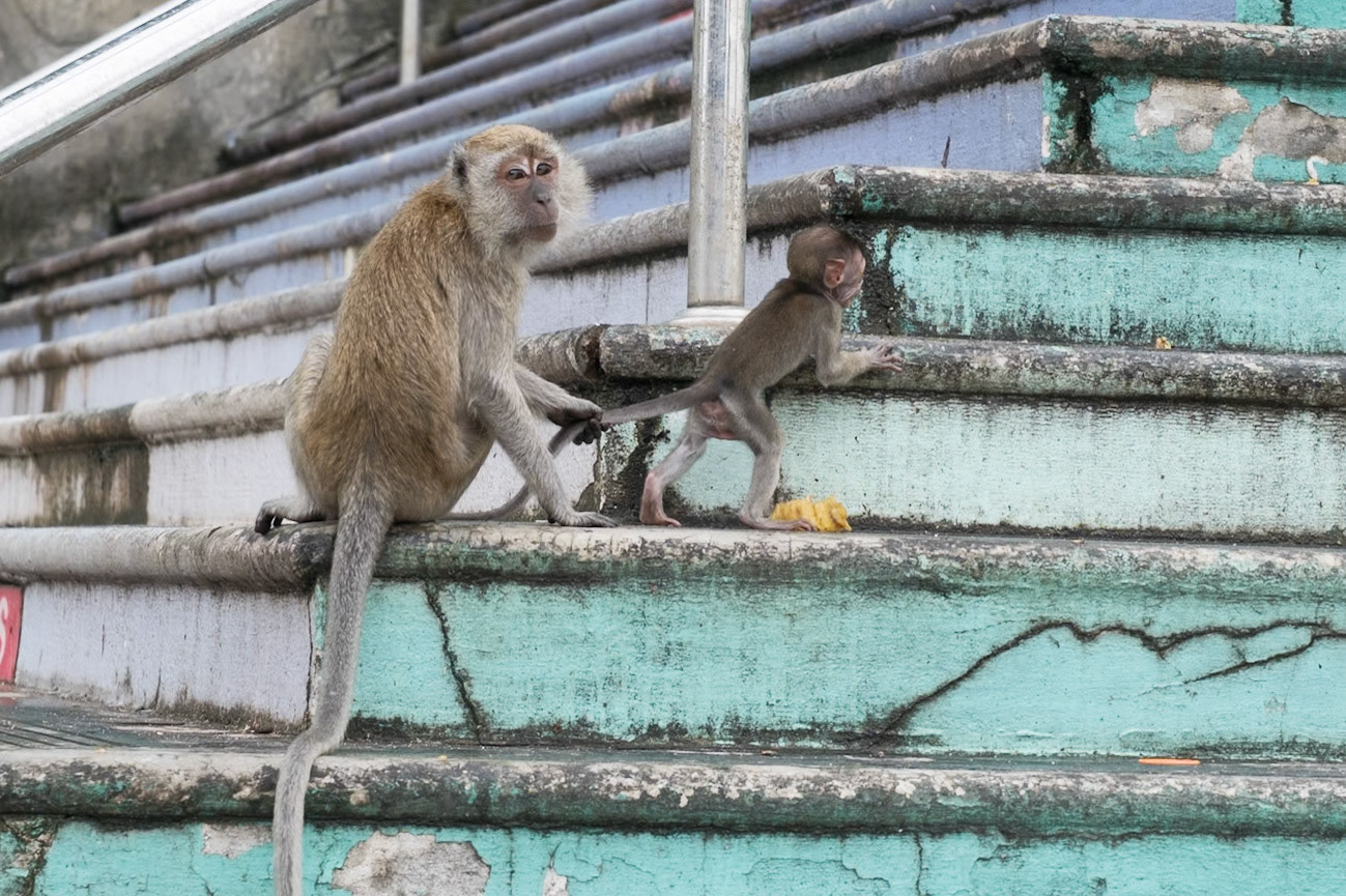 Monkeys at the Batu Caves
