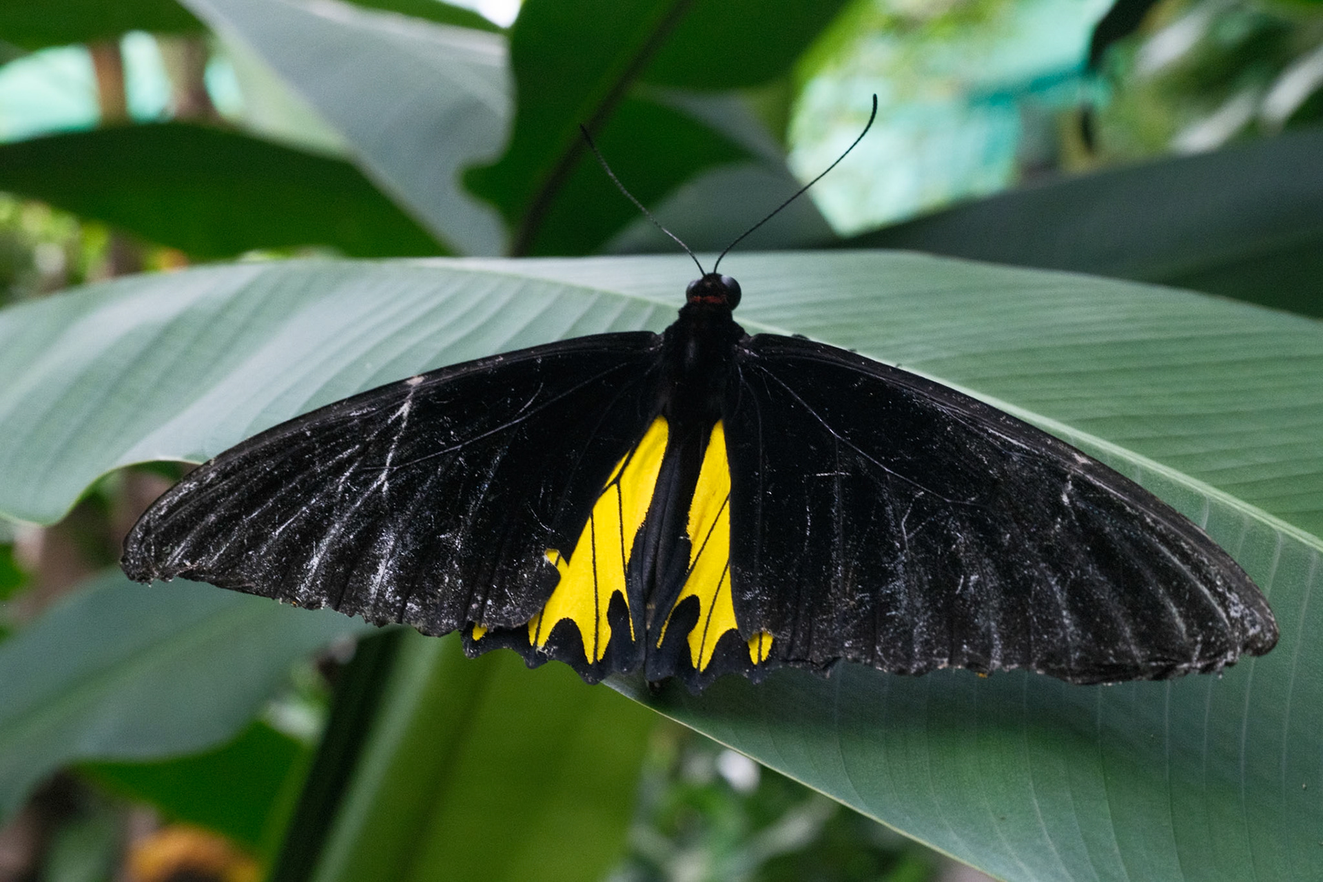 The Butterfly park is a bit meh