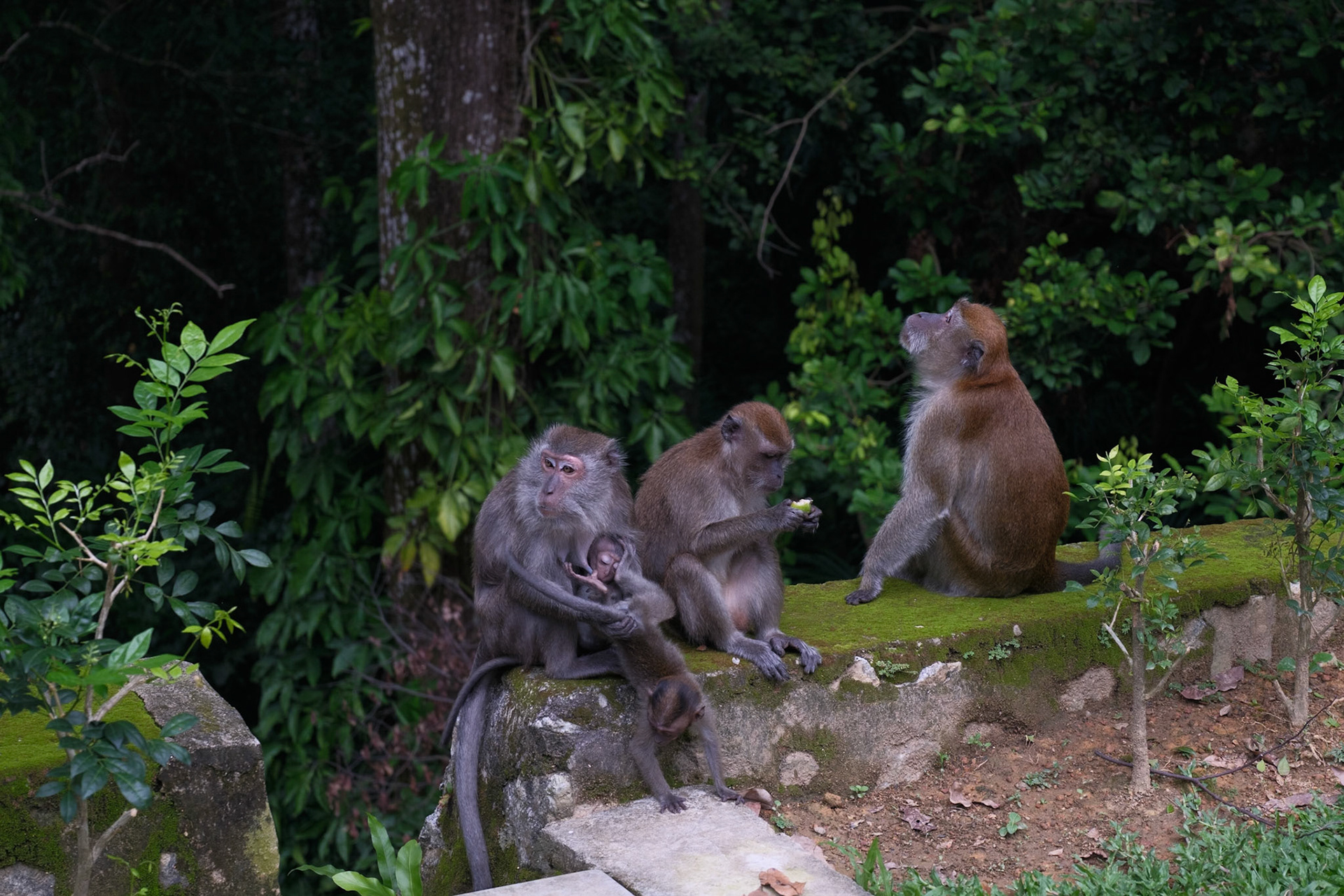 Monkeys in the botanic gardens