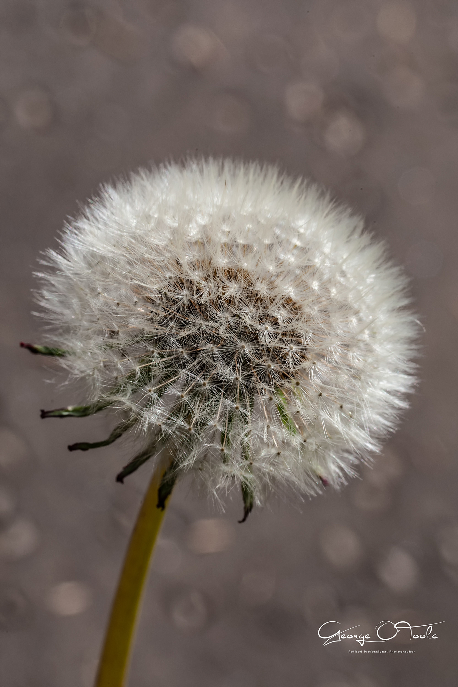 Dandelion seedhead.