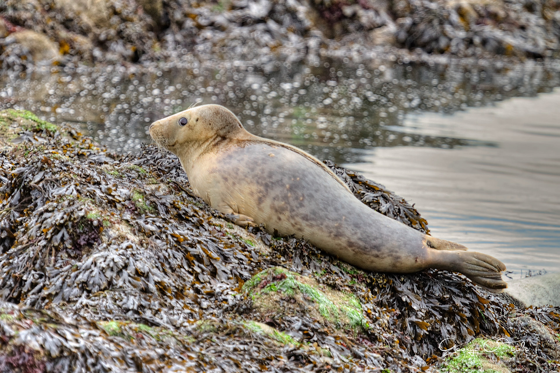 Seals in the Forth.