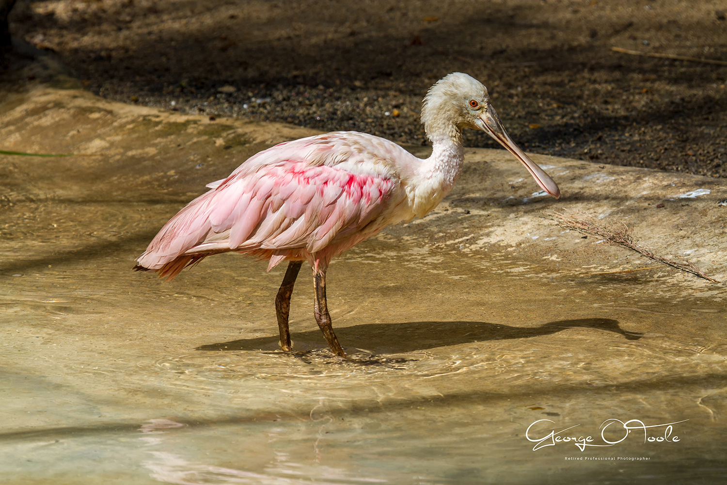 Roseate Spoonbill Barcelona Zoo