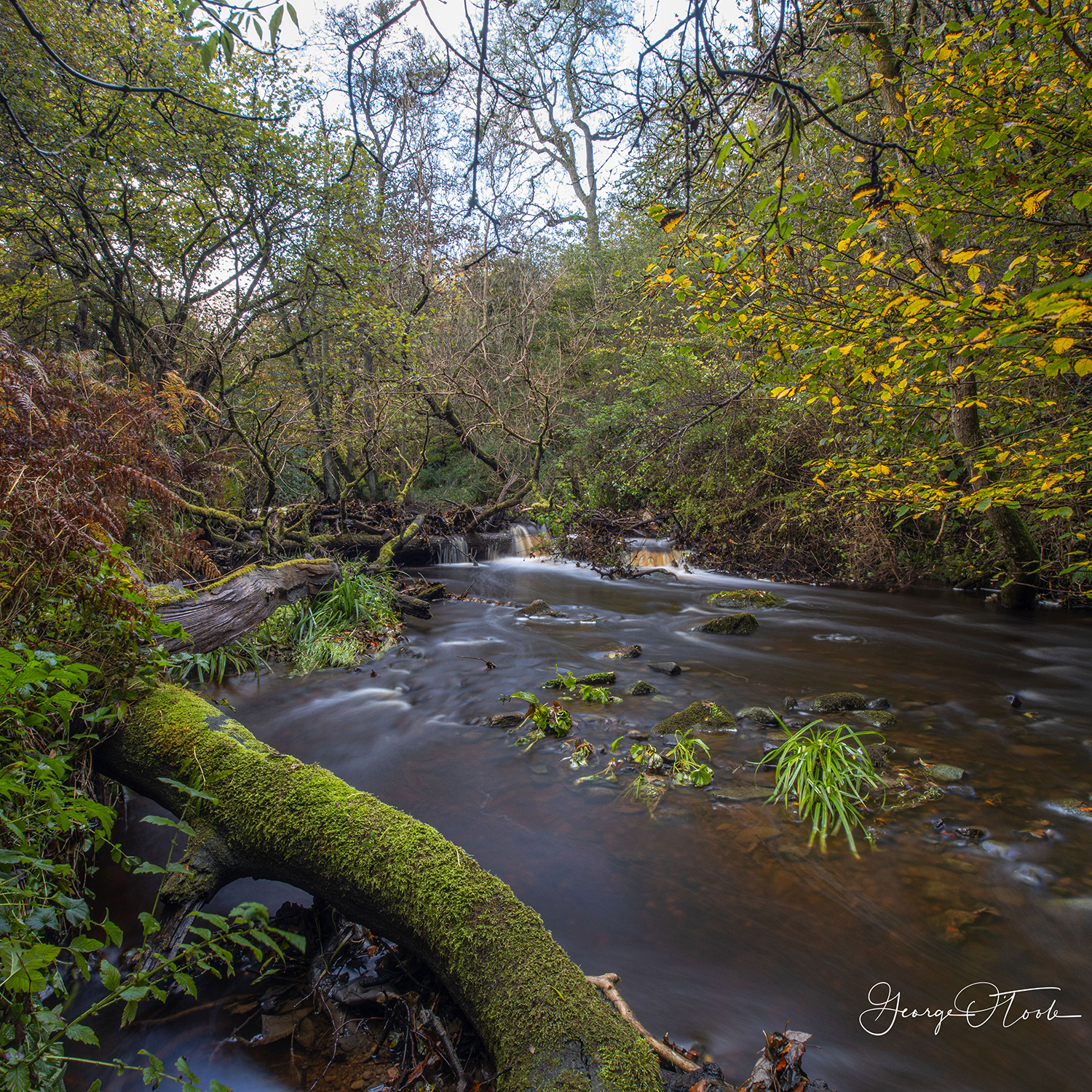 Murieston Water Almondvale & Calderwood Country Park 