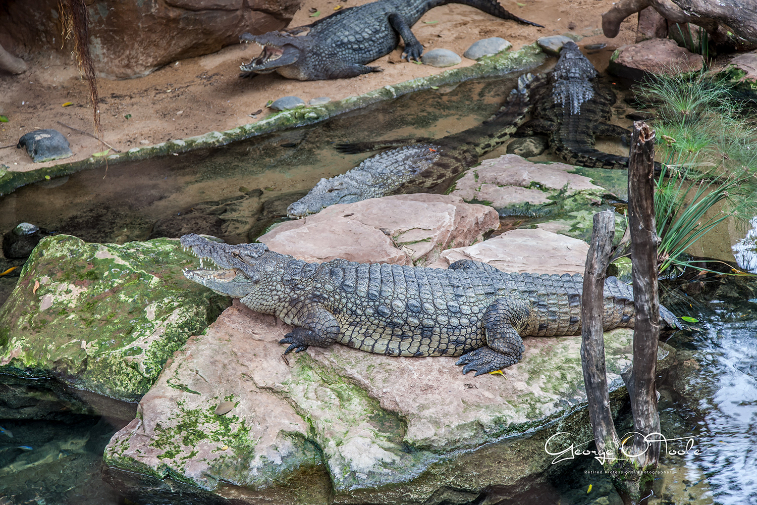 Nile crocodile Bioparc Fuengirola Spain