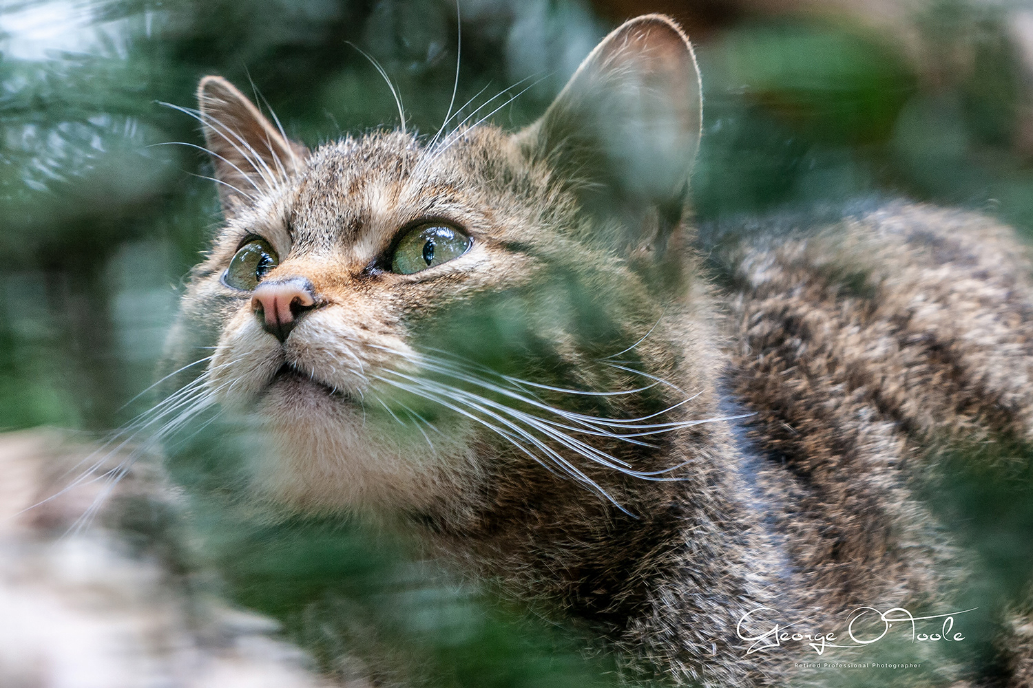 Scottish Wildcat Highland Wildlife Park