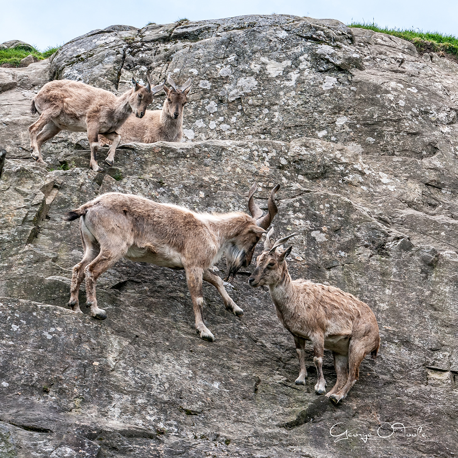 Turkmenian Markhor Highland Wildlife Park